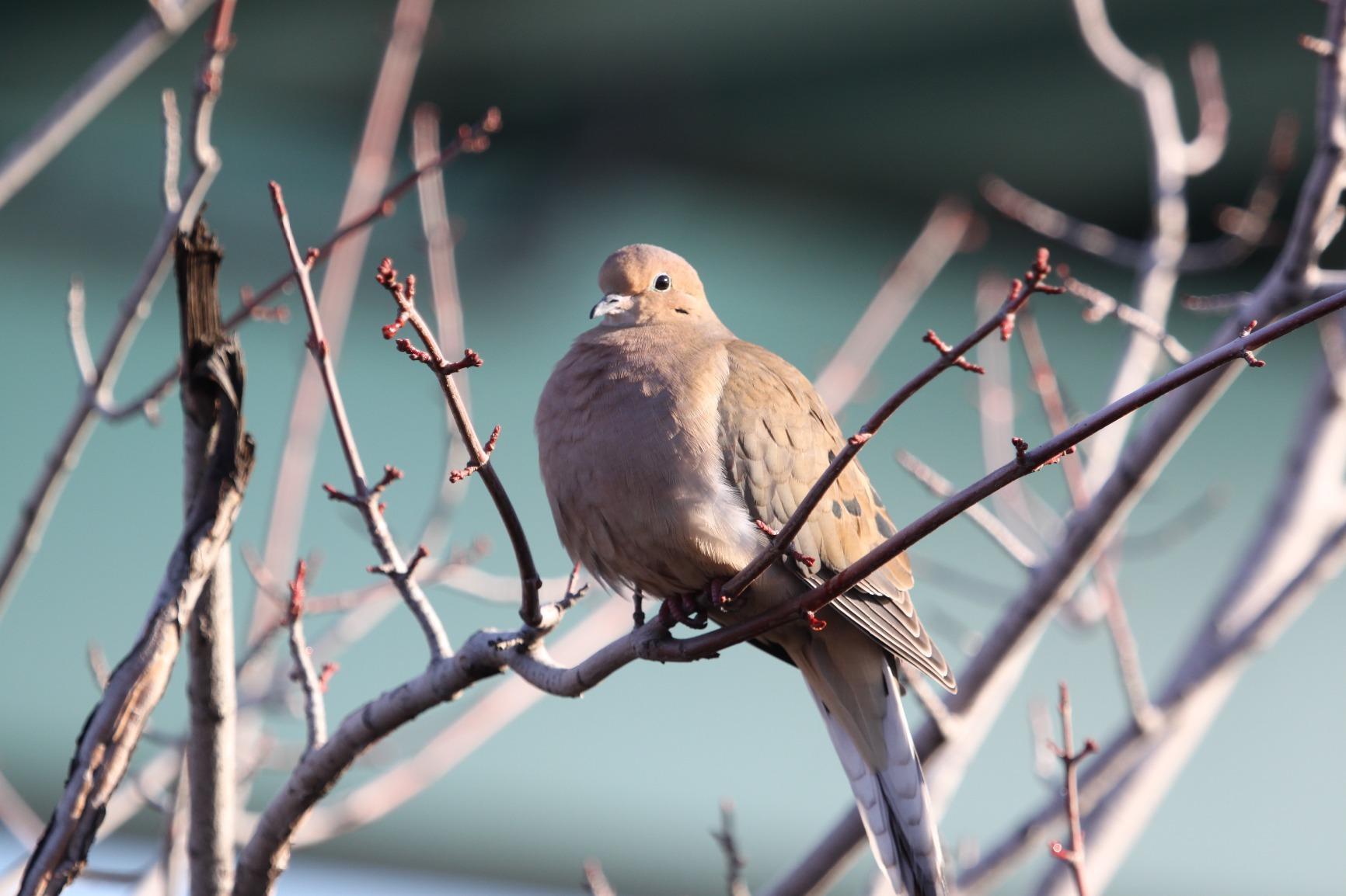 Canon EF 100-400mm f/4.5-5.6L IS USM Telephoto Zoom Lens for Canon SLR Cameras customer photo 1