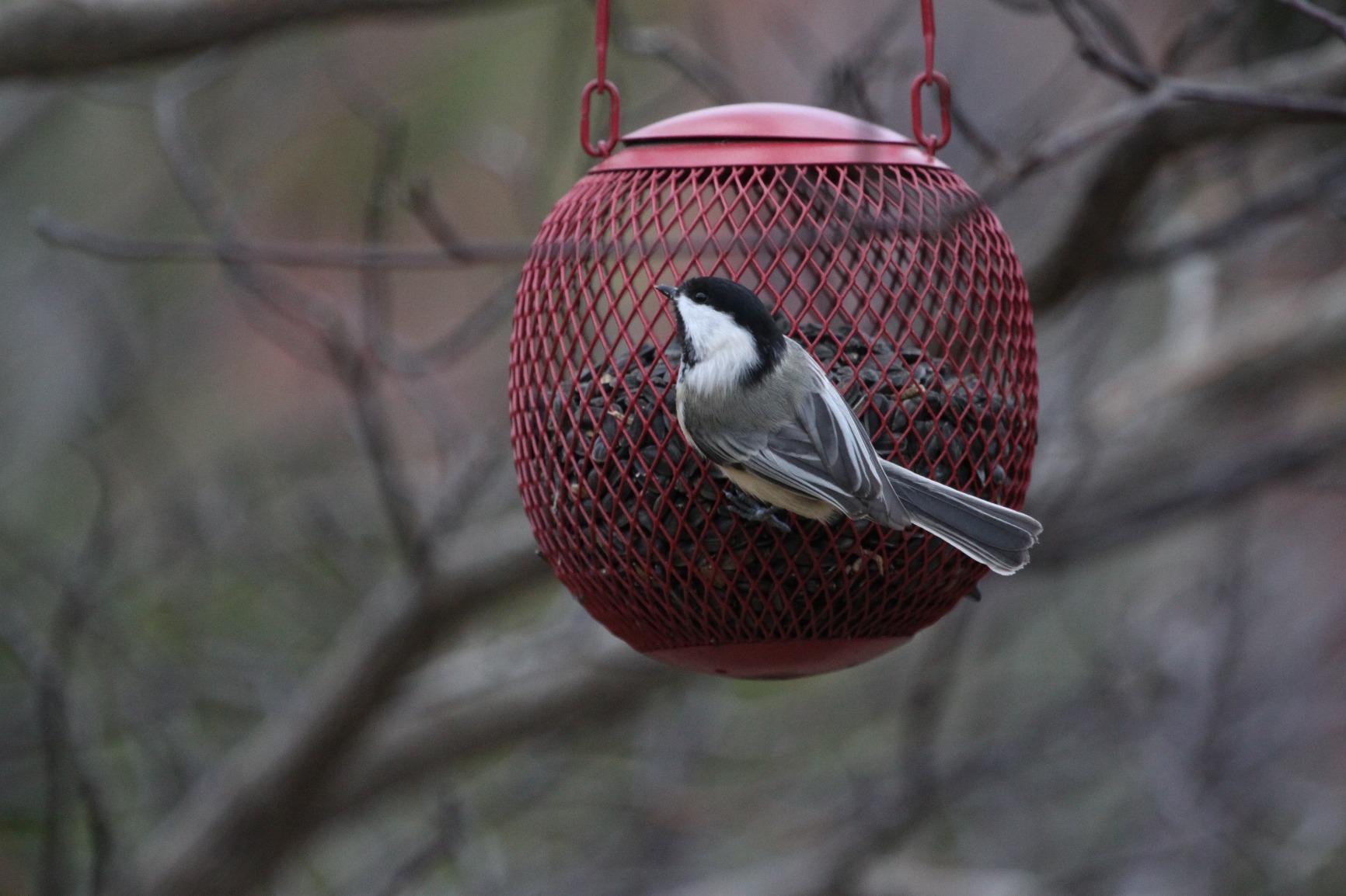 Canon EF 100-400mm f/4.5-5.6L IS USM Telephoto Zoom Lens for Canon SLR Cameras customer photo 2