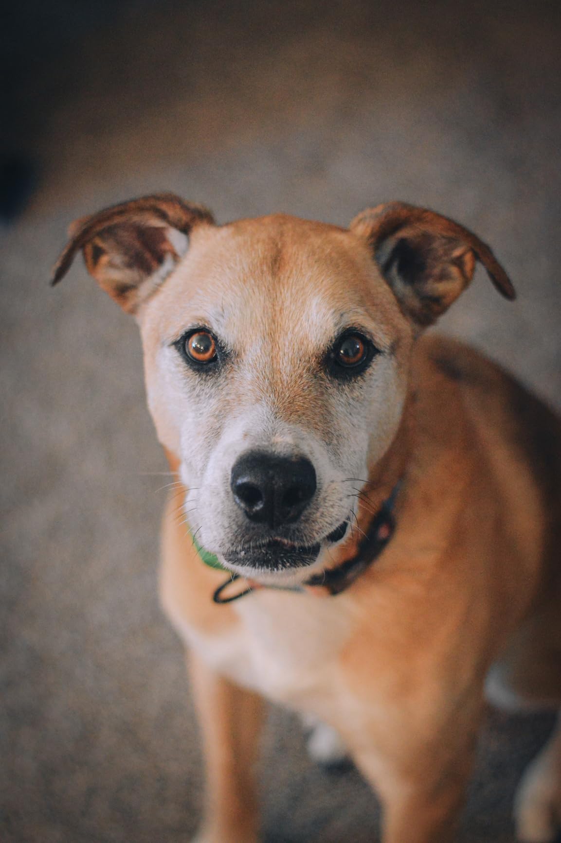 Nikon AF-S FX NIKKOR 50mm f/1.8G Lens with Auto Focus for Nikon DSLR Cameras - Customer Photo 1