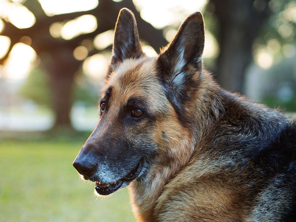 OM SYSTEM Olympus M.Zuiko Digital 45mm F1.8 Black for Micro Four Thirds System Camera, Compact Design, Beautiful Bokeh, Bright - Customer Photo 2