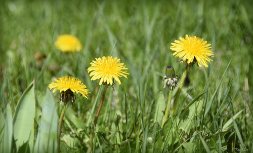 Nikon D5300 24.2 MP CMOS Digital SLR Camera with Built-in Wi-Fi and GPS Body Only (Black) - Customer Photo 2