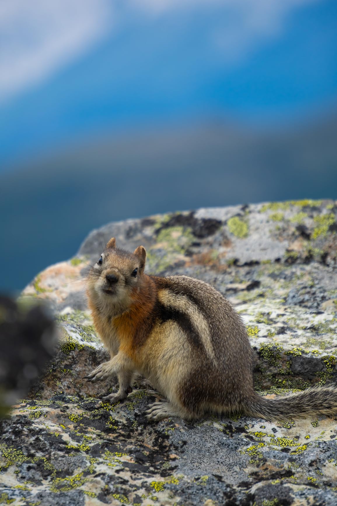 Sony E 55-210mm F4.5-6.3 Lens for Sony E-Mount Cameras (Black) - Customer Photo 3