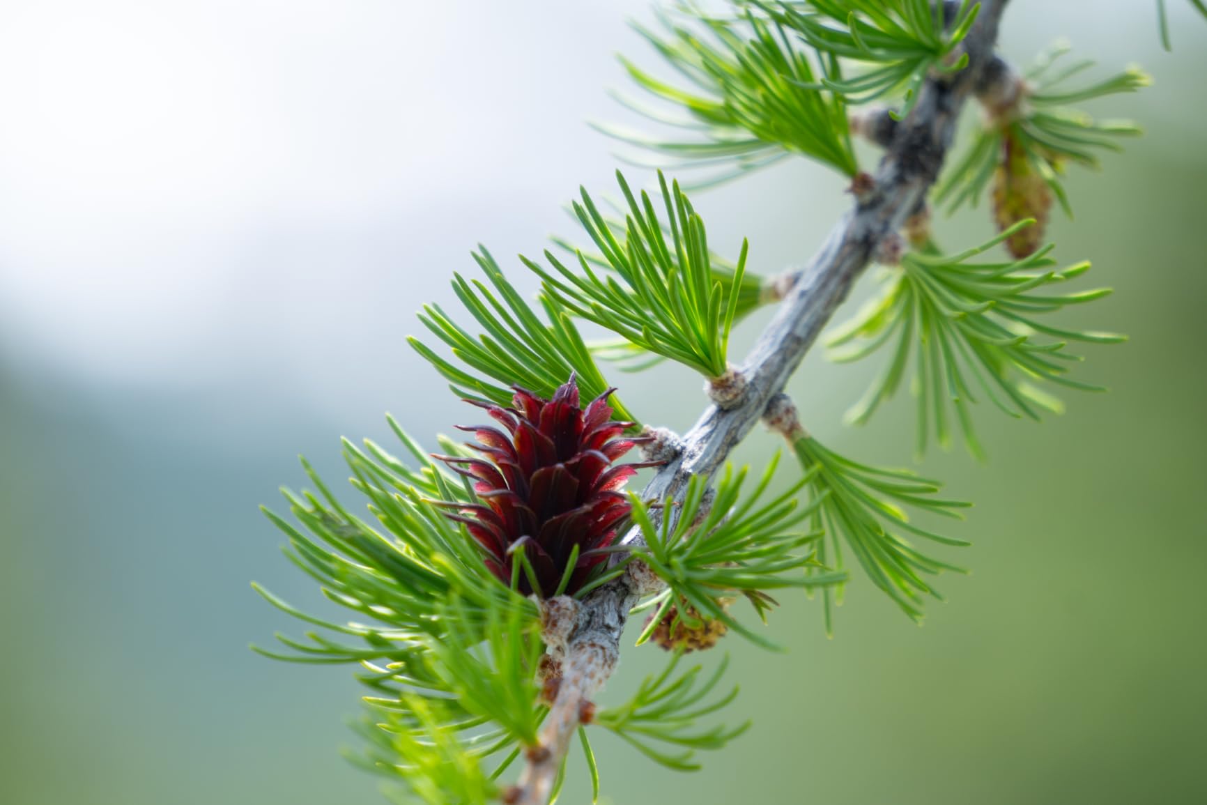 Sony E 55-210mm F4.5-6.3 Lens for Sony E-Mount Cameras (Black) - Customer Photo 5