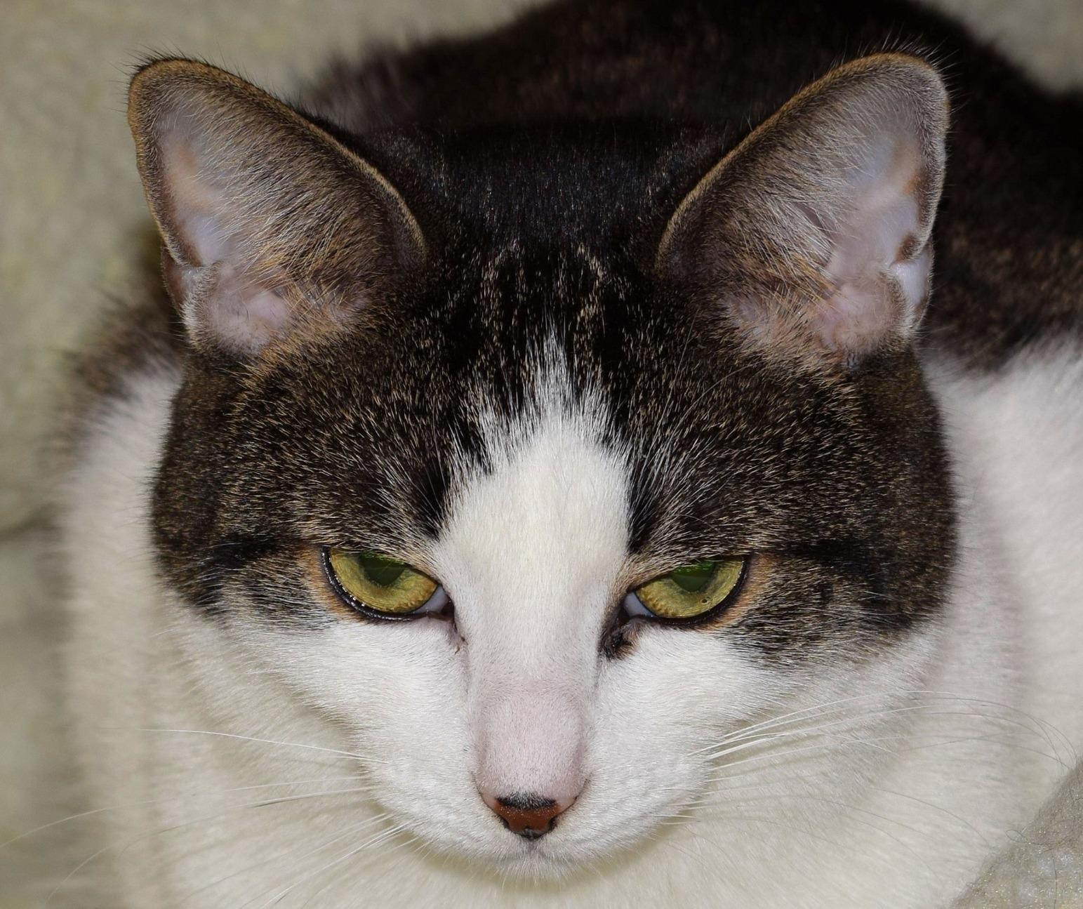 Nikon D3300 24.2 MP CMOS Digital SLR with Auto Focus-S DX Nikkor 18-55mm f/3.5-5.6G VR II Zoom Lens (Black) - Customer Photo 1