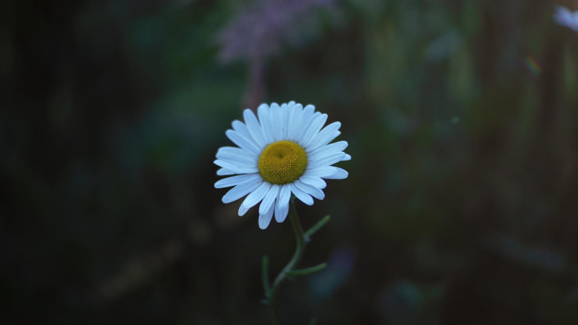 Sony Alpha a6000 Mirrorless Digital Camera 24.3MP SLR Camera with 3.0-Inch LCD (Black) w/16-50mm Power Zoom Lens - Customer Photo 4