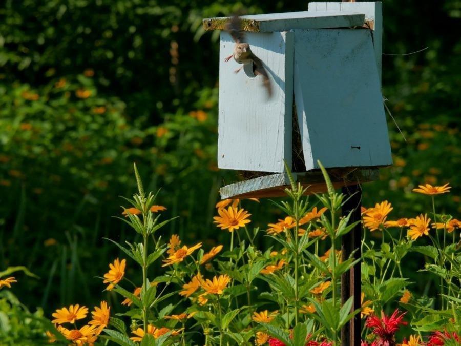 Panasonic LUMIX G7KS 4K Mirrorless Camera, 16 Megapixel Digital Camera, 14-42 mm Lens Kit, DMC-G7KS customer photo 2