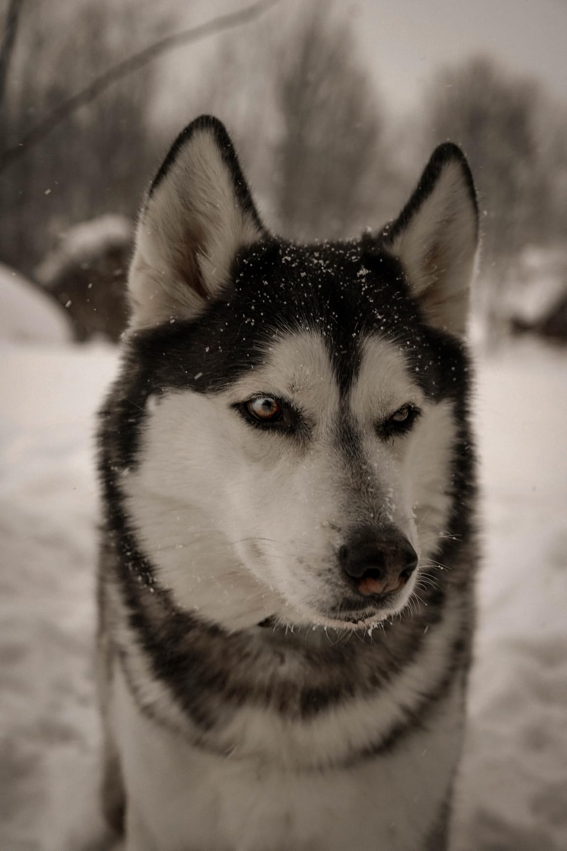 Sony SEL2470GM E-Mount Camera Lens: FE 24-70 mm F2.8 G Master Full Frame Standard Zoom Lens Black - Customer Photo 1