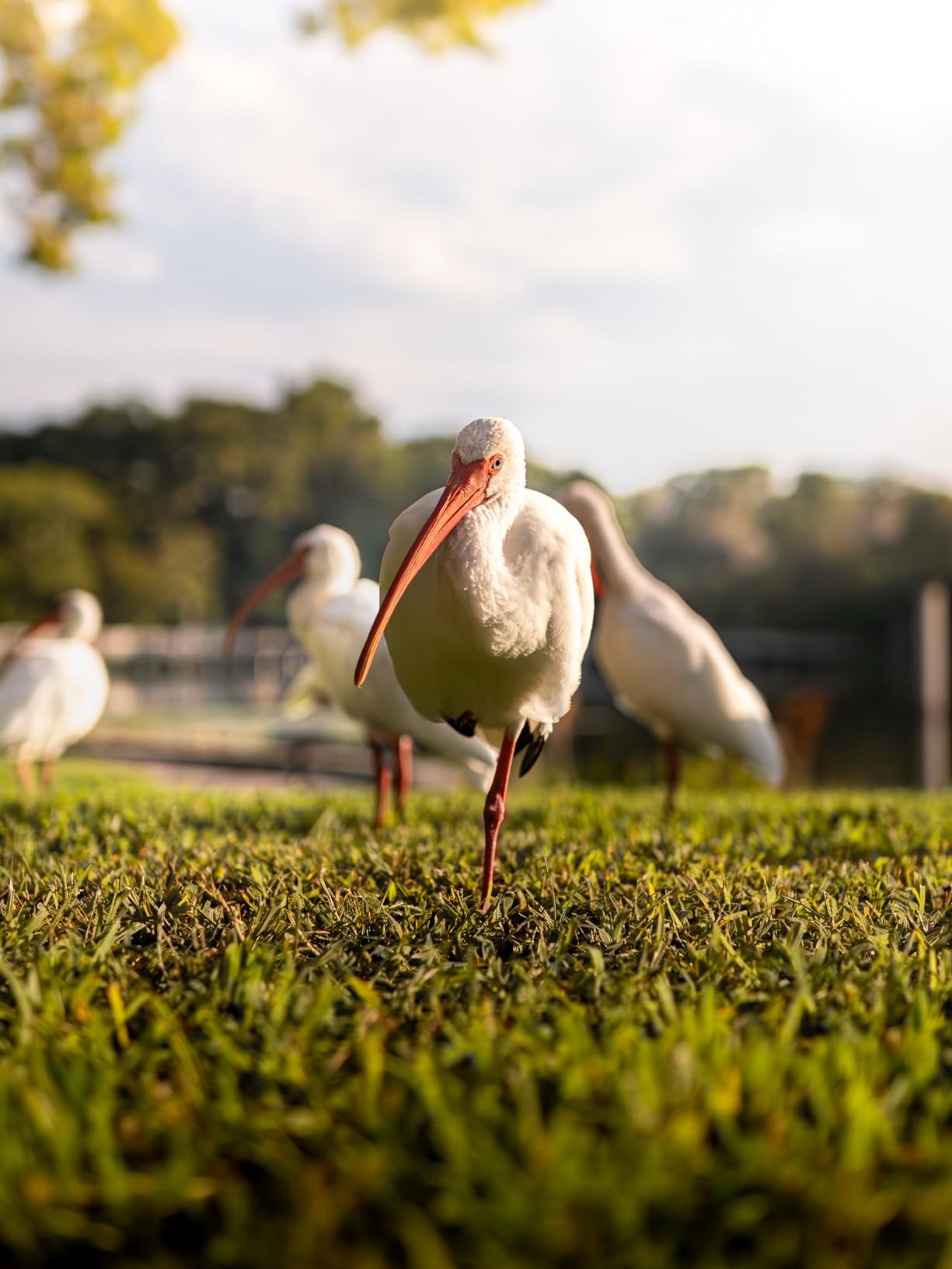 Sigma 30mm F1.4 Contemporary DC DN Lens for Sony E customer photo 2