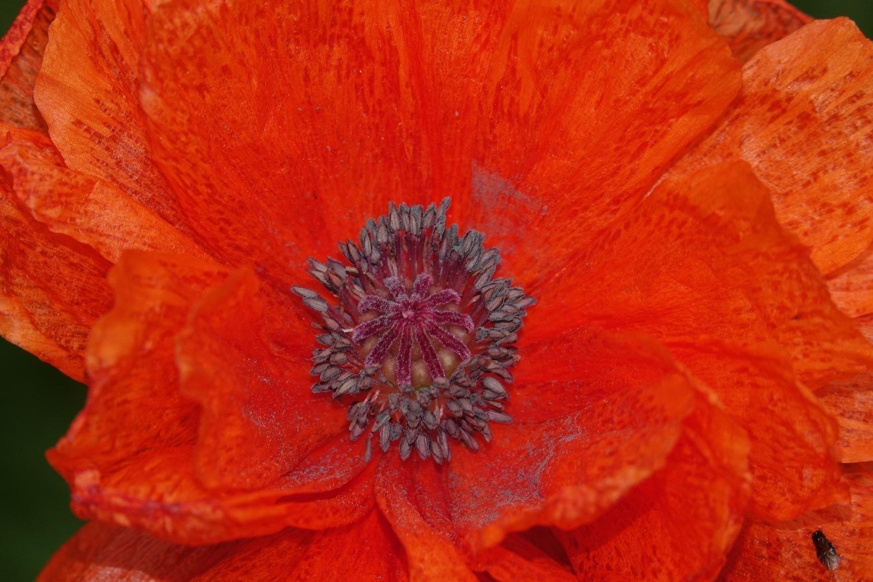 Sony DSC-RX10 III Cyber-shot Digital Still Camera - Customer Photo 1