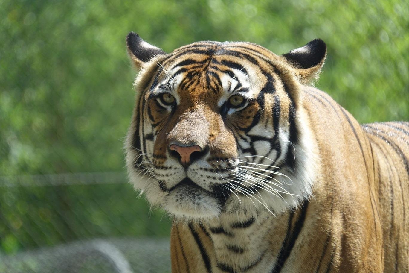 Sony DSC-RX10 III Cyber-shot Digital Still Camera - Customer Photo 5