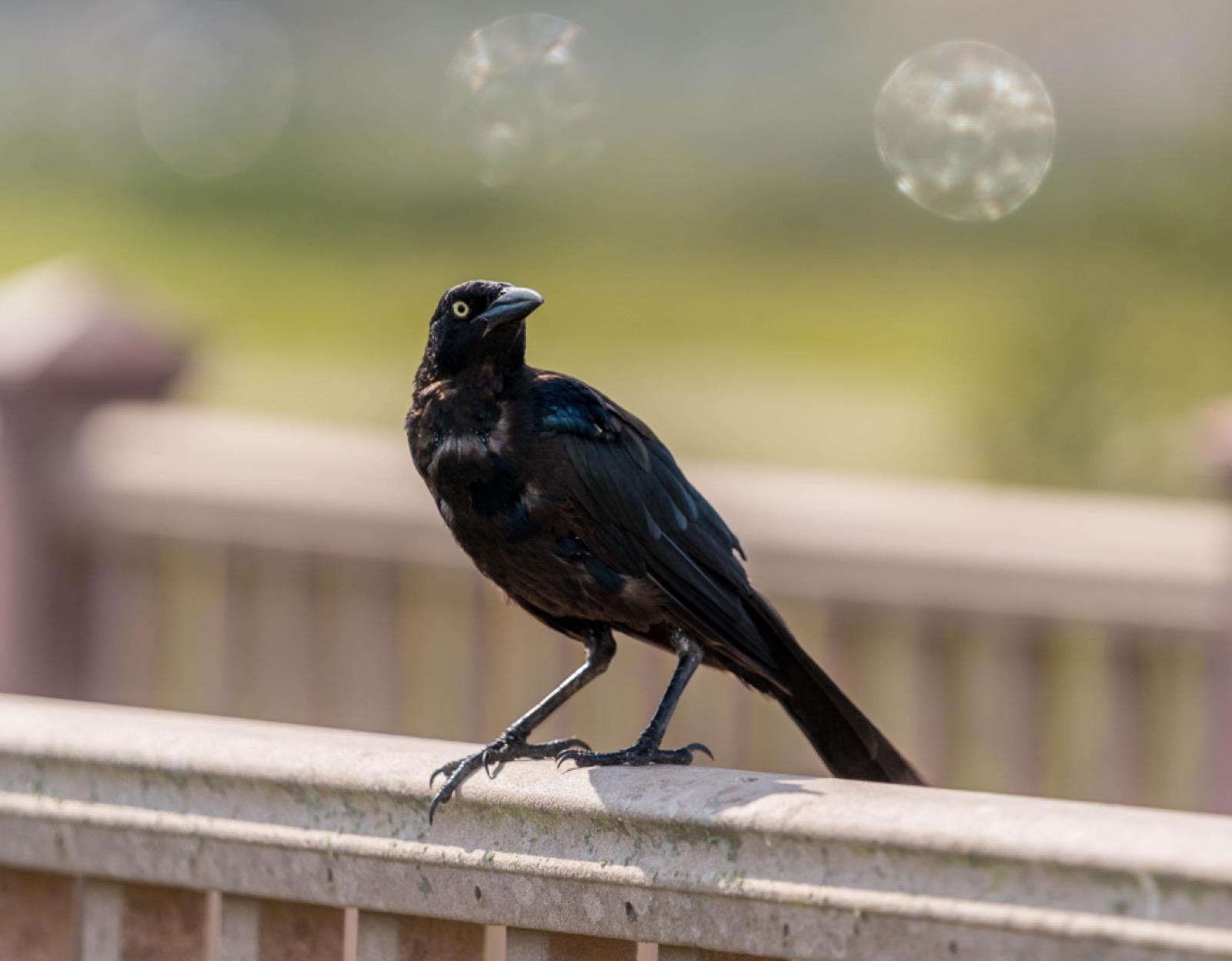 Sony FE 70-200mm f/2.8 GM OSS Lens - Customer Photo 4