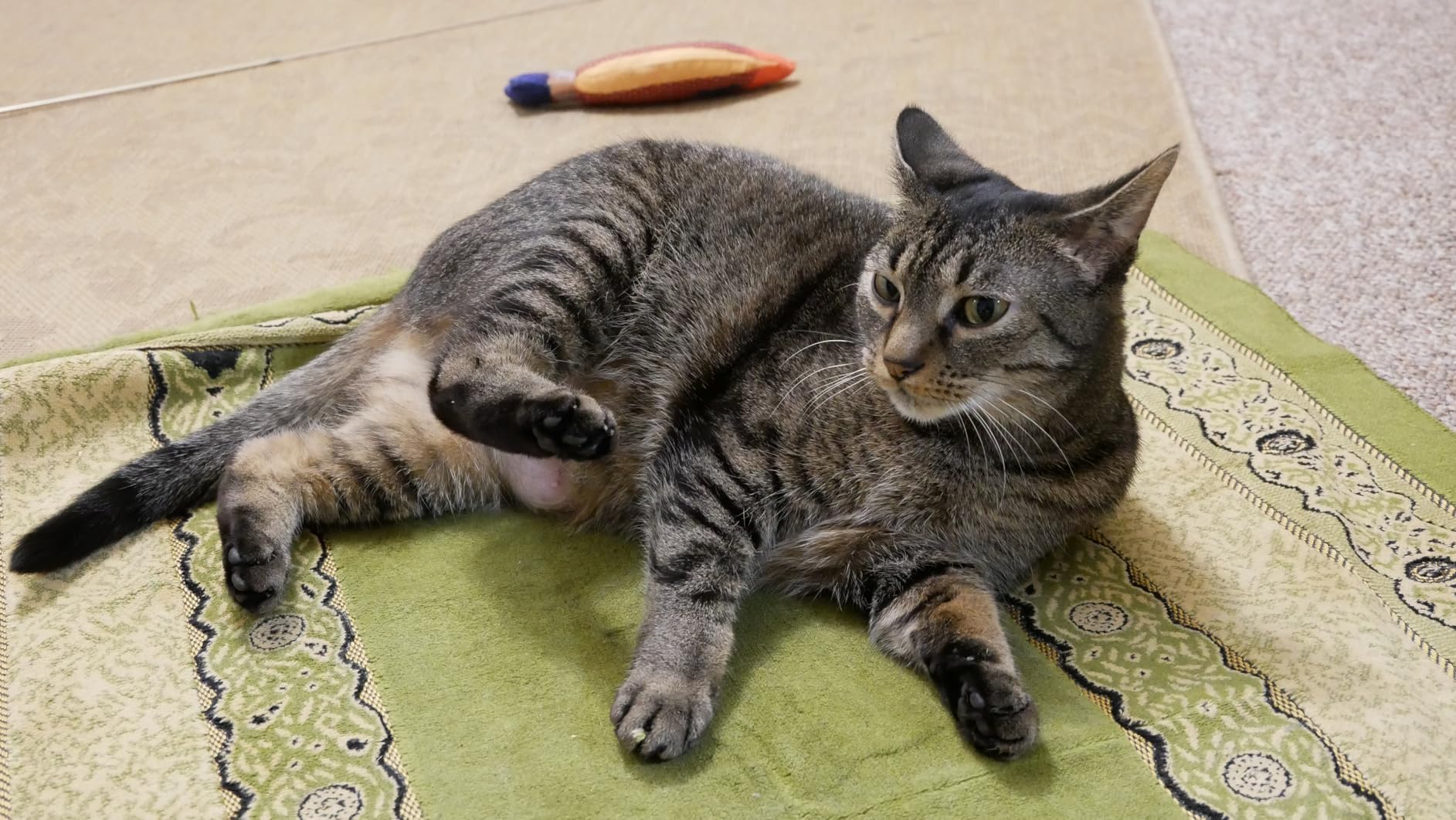 Panasonic LUMIX G85 4K Digital Camera, 12-60mm Power O.I.S. Lens, 16 Megapixel Mirrorless Camera, 5 Axis In-Body Dual Image Stabilization, 3-Inch Tilt and Touch LCD, DMC-G85MK (Black) Customer Review Panasonic LUMIX G85 4K Digital Camera, 12-60mm Power O.I.S. Lens, 16 Megapixel Mirrorless Camera, 5 Axis In-Body Dual Image Stabilization, 3-Inch Tilt and Touch LCD, DMC-G85MK (Black) - Customer Photo 2