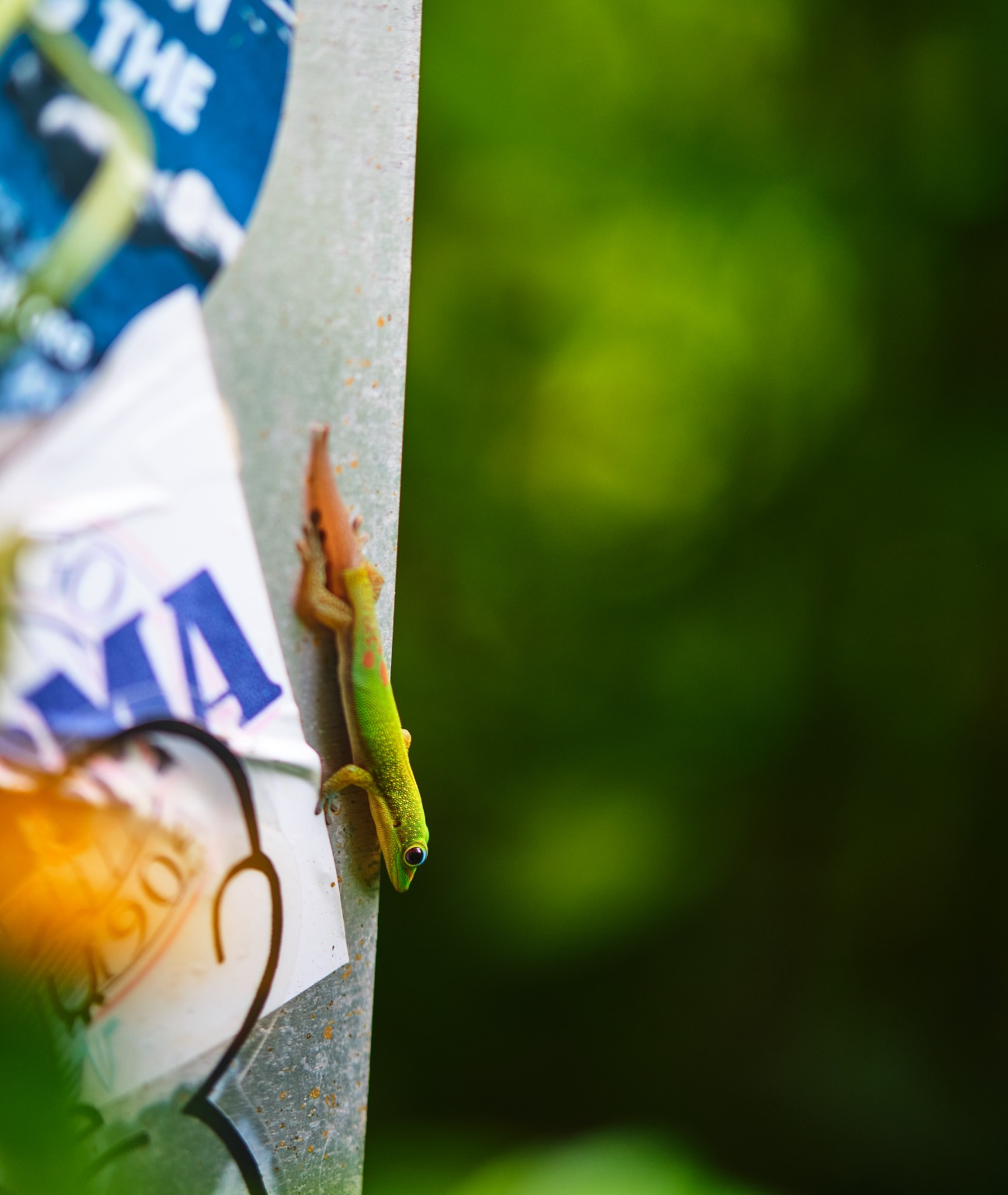 Fujifilm XF50mmF2 R WR Lens - Black - Customer Photo 2