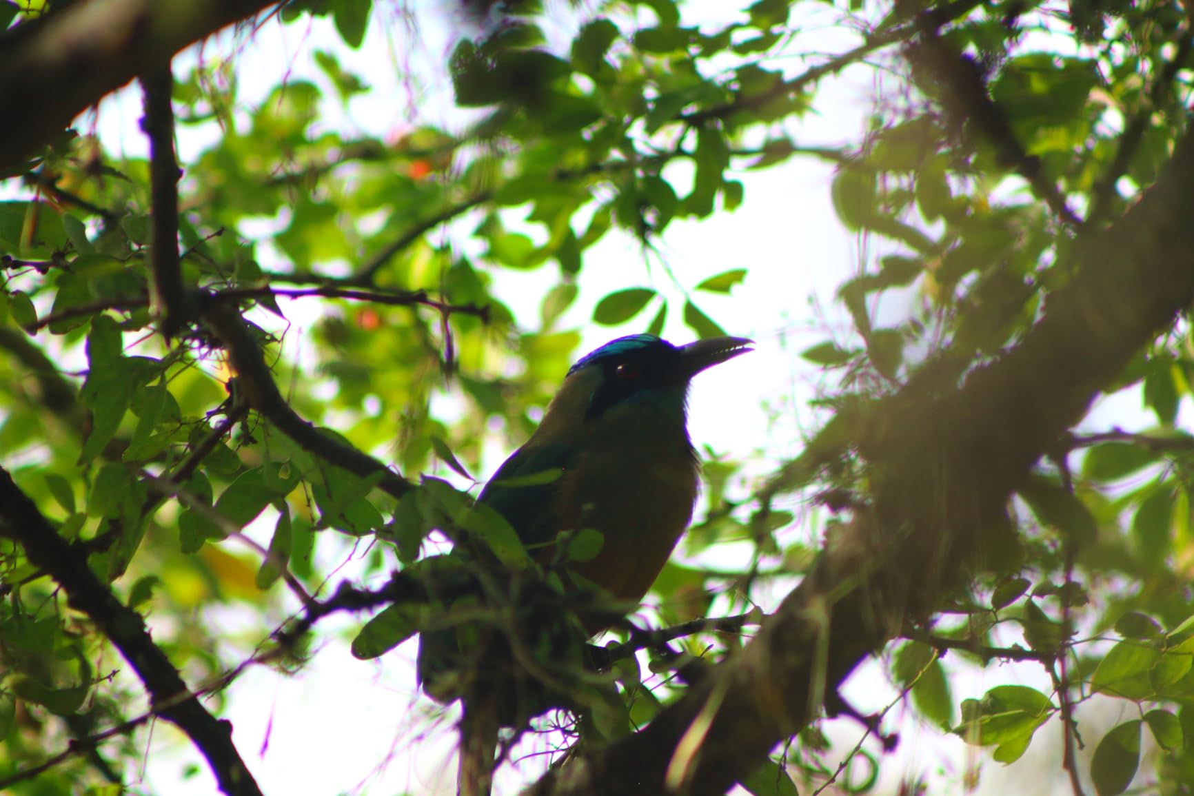 Canon RF 75-300mm f/4-5.6 Compact Telephoto Zoom Lens for RF Mount - Full Frame APS-C Compatible (Black) - Customer Photo 3