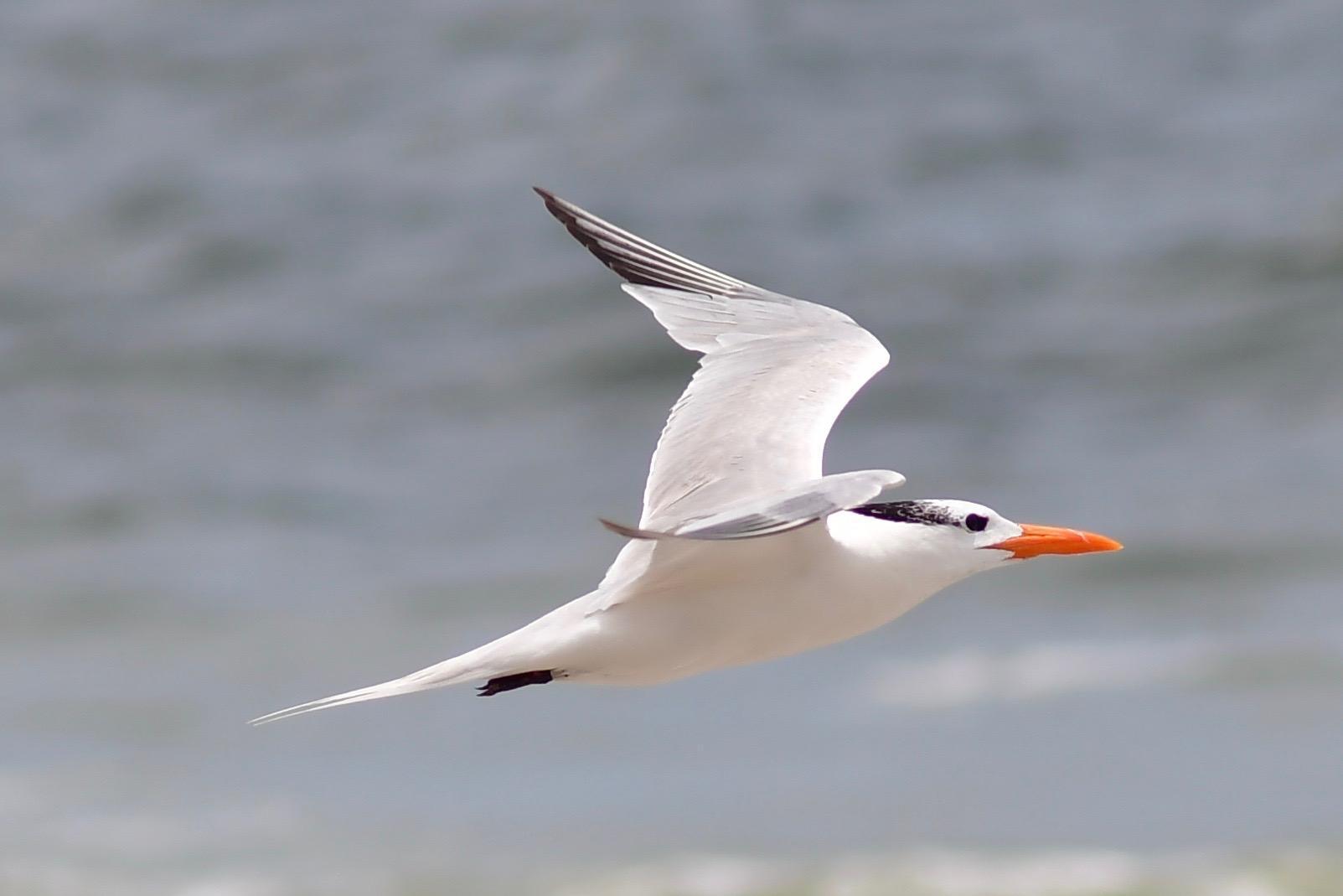 Nikon D7500 DX-Format Digital SLR Body - Customer Photo 2