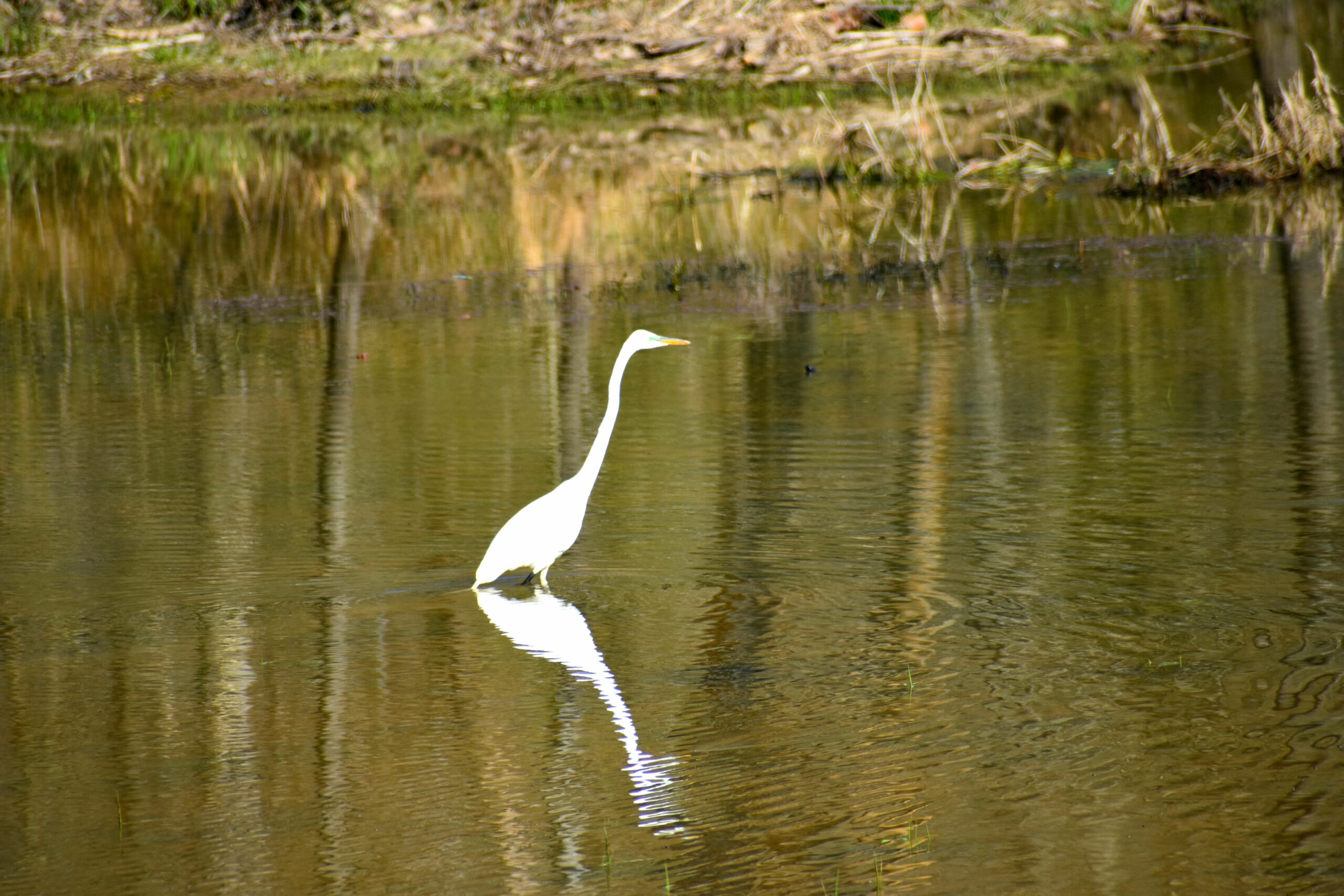 Nikon D5600 Digital SLR Camera & 18-55mm VR DX AF-P Lens - (Renewed) - Customer Photo 1