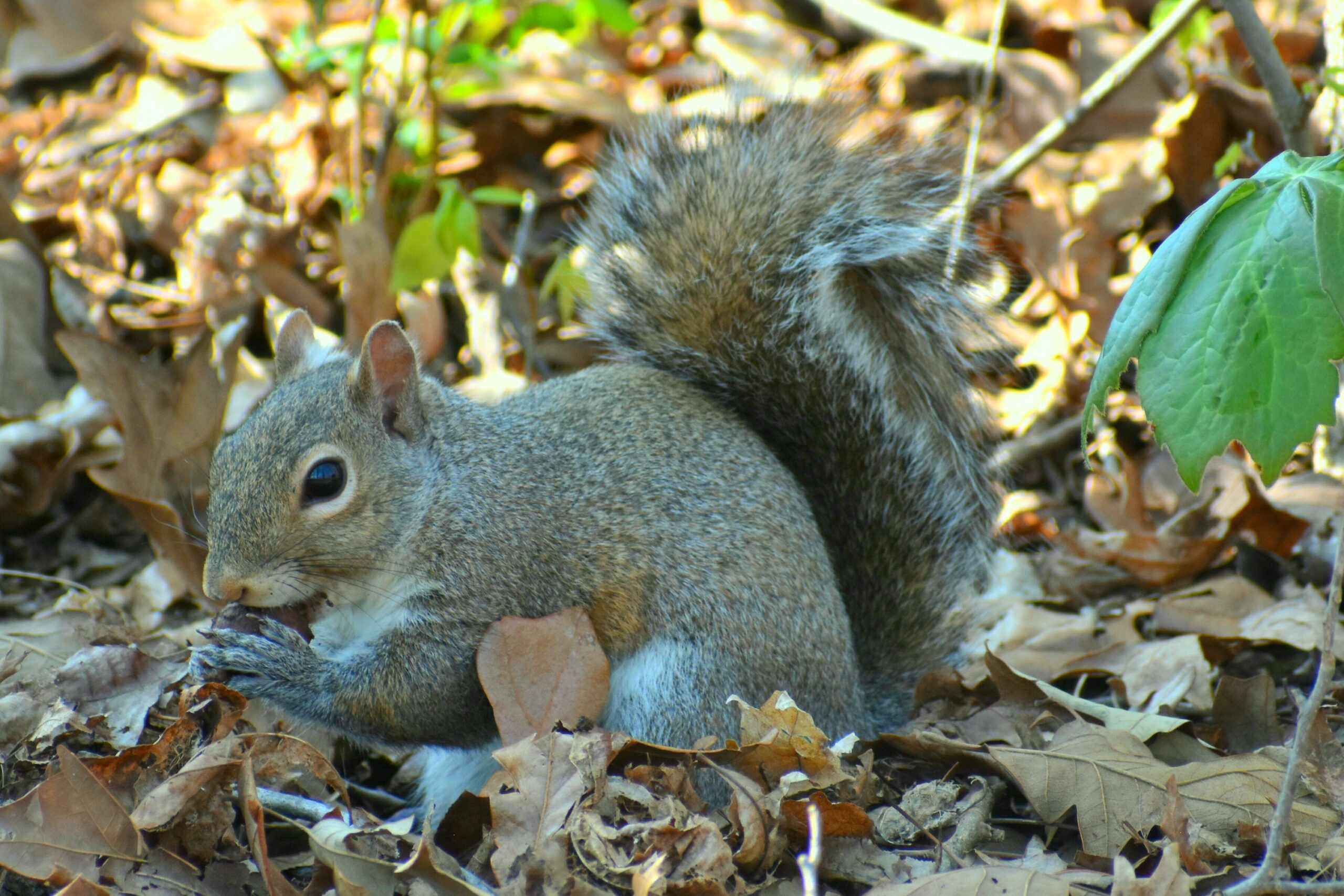 Nikon D5600 Digital SLR Camera & 18-55mm VR DX AF-P Lens - (Renewed) - Customer Photo 2