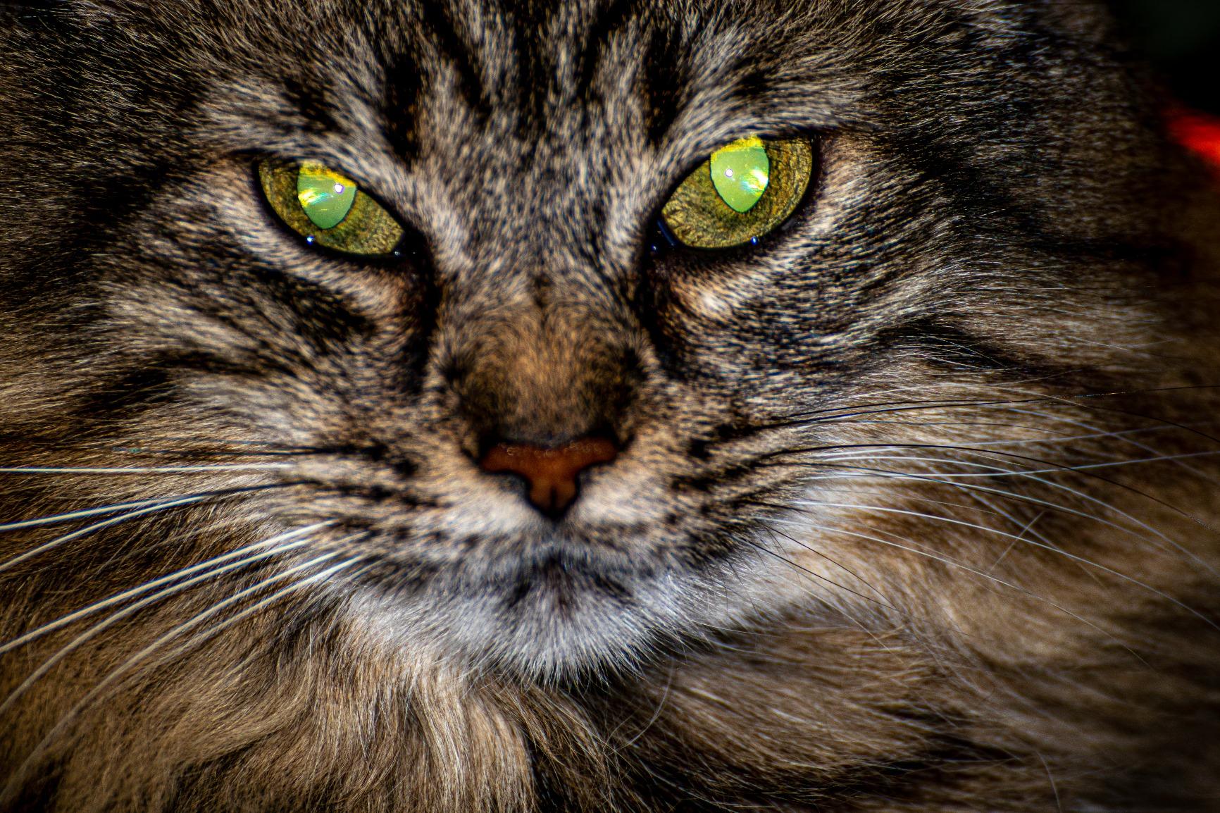 Canon EOS 80D Digital SLR Camera Body (Black) (Renewed) Customer Review Canon EOS 80D Digital SLR Camera Body (Black) (Renewed) - Customer Photo 1