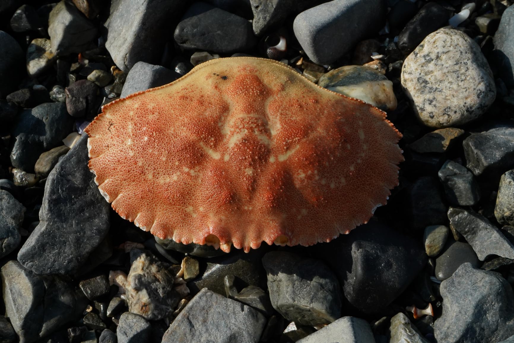 Sony a7 III (ILCEM3K/B) Full-frame Mirrorless Interchangeable-Lens Camera with 28-70mm Lens with 3-Inch LCD, Black - Customer Photo 1