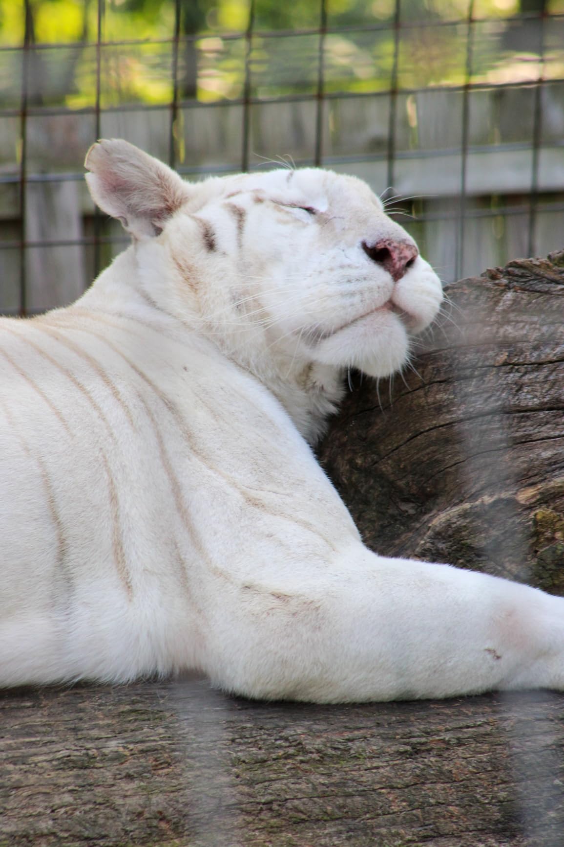 Canon EOS Rebel T7 DSLR Camera with 18-55mm Lens | Built-in Wi-Fi | 24.1 MP CMOS Sensor | DIGIC 4+ Image Processor and Full HD Videos - Customer Photo 2