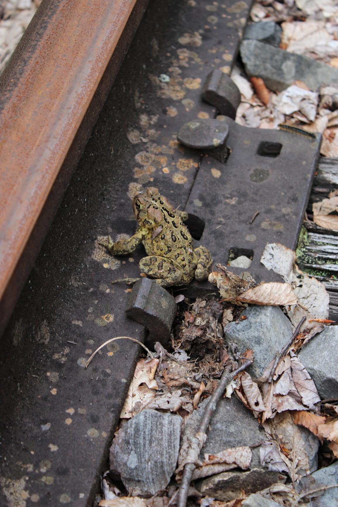 Canon EOS Rebel T7 DSLR Camera with 18-55mm Lens | Built-in Wi-Fi | 24.1 MP CMOS Sensor | DIGIC 4+ Image Processor and Full HD Videos - Customer Photo 2