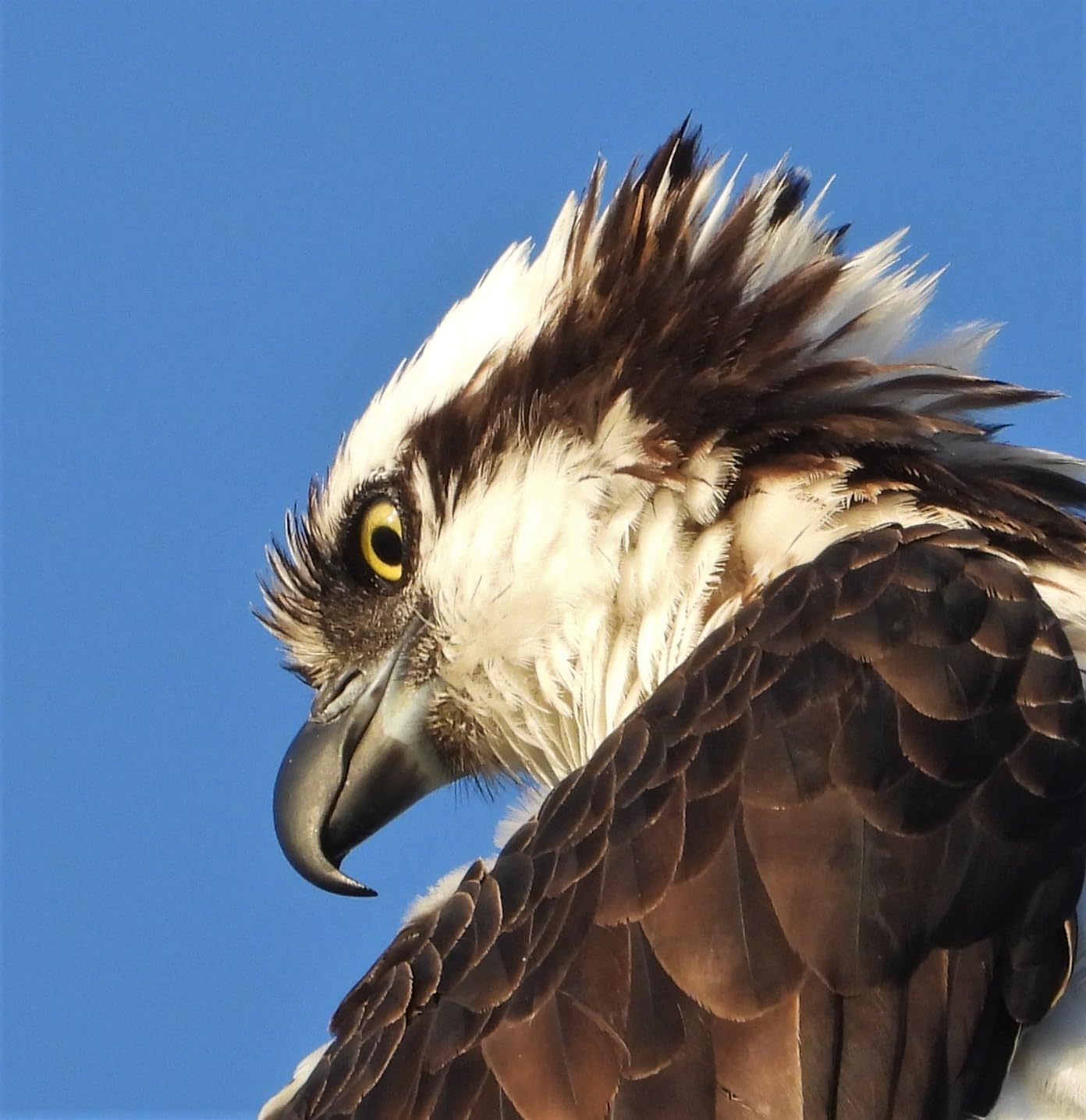 NIkon COOLPIX P1000 Superzoom Digital Camera | 125x Optical Zoom with Image Stabilization 16 MP 4K Ultra HD Video Wi-Fi Connectivity RAW Format and Rotating LCD Screen (Black) - Customer Photo 2