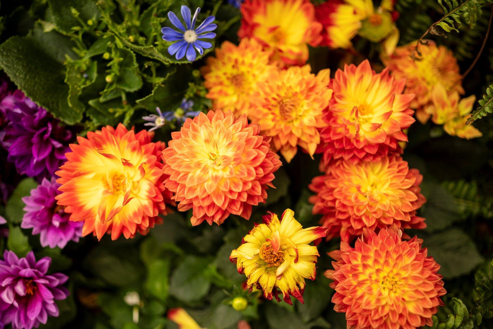 Nikon NIKKOR Z 35mm f/1.8 S | Premium large aperture 35mm prime lens for Z series mirrorless cameras | Nikon USA Model - Customer Photo 5