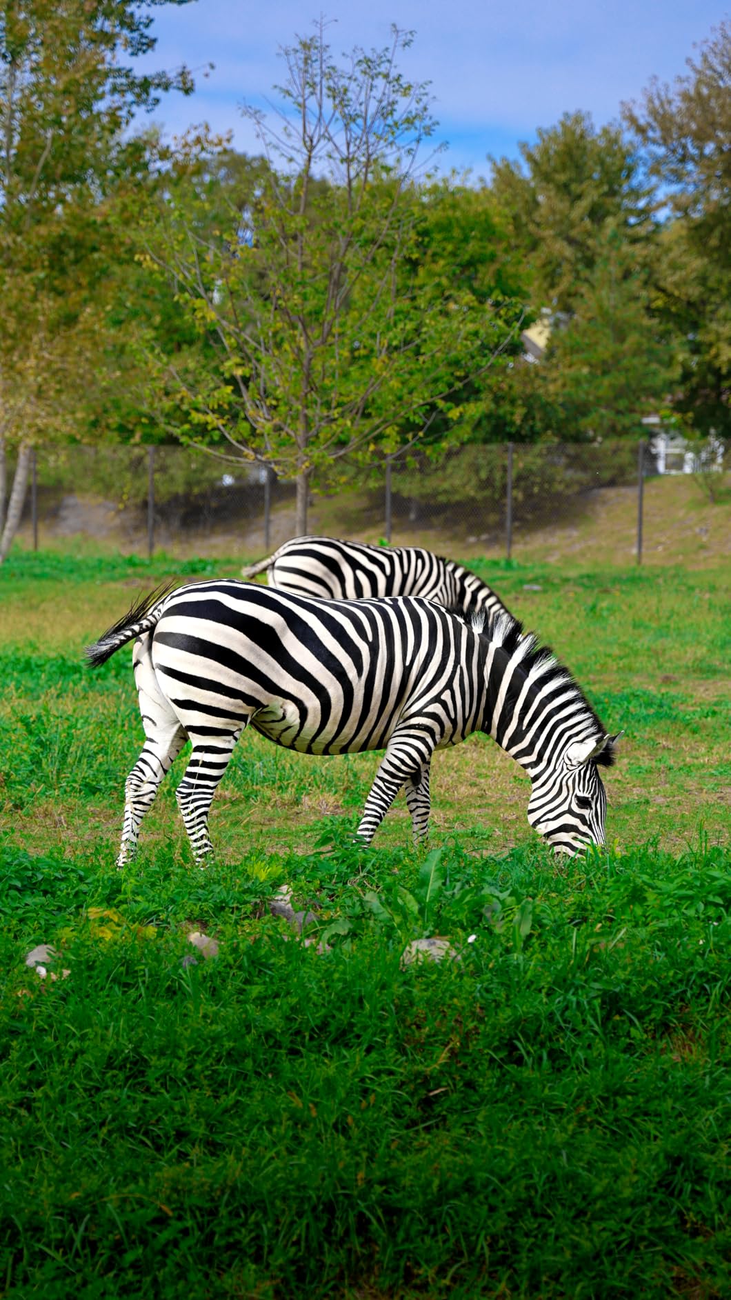 Canon RF 24-105mm f/4L IS USM Lens, Black - 2963C002 - Customer Photo 1