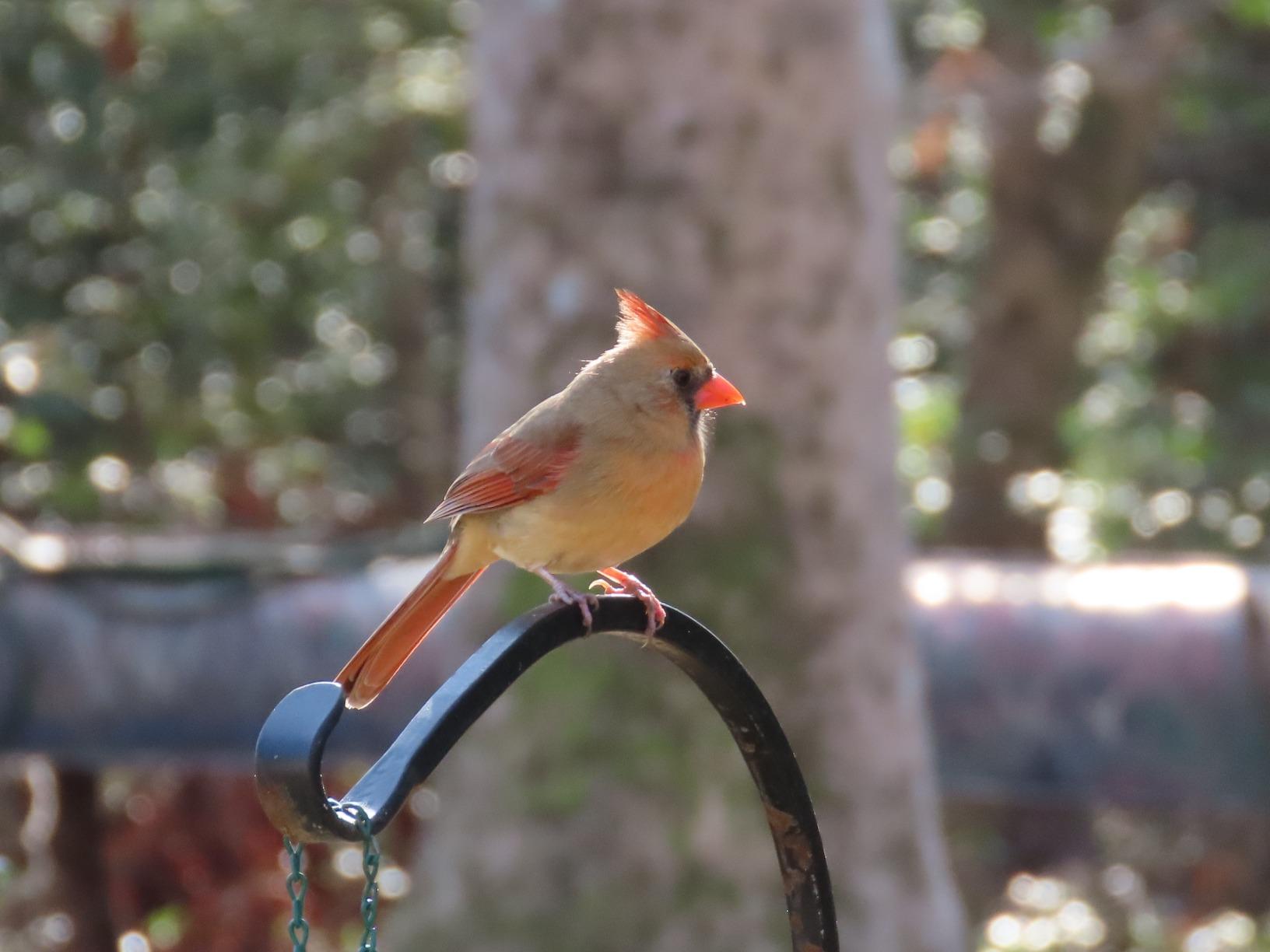 Canon Powershot SX70 20.3MP Digital Camera 65x Optical Zoom Lens 4K Video 3-inch LCD Tilt Screen (Black) - Customer Photo 1