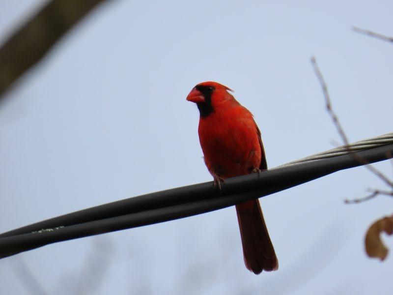 Canon Powershot SX70 20.3MP Digital Camera 65x Optical Zoom Lens 4K Video 3-inch LCD Tilt Screen (Black) - Customer Photo 3