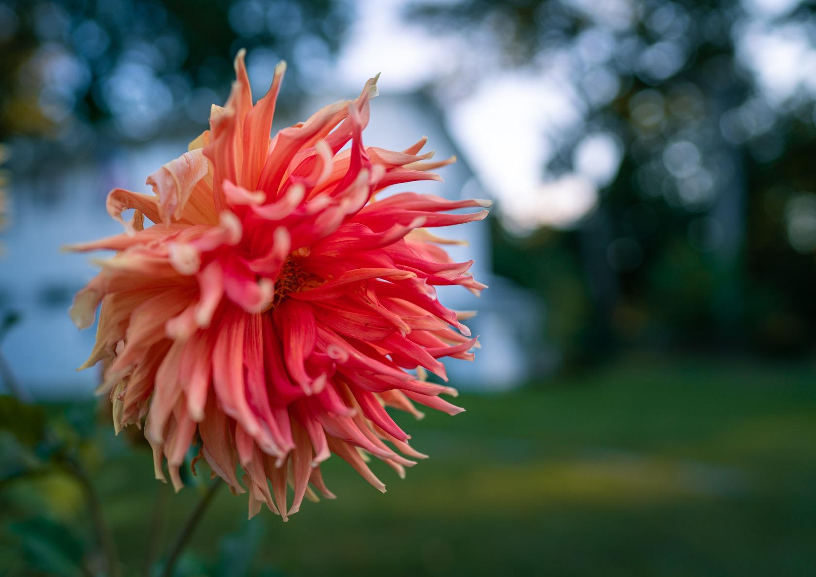 Sony E-mount FE 24mm F1.4 GM Full Frame Wide-angle Prime Lens (SEL24F14GM), Black - Customer Photo 2