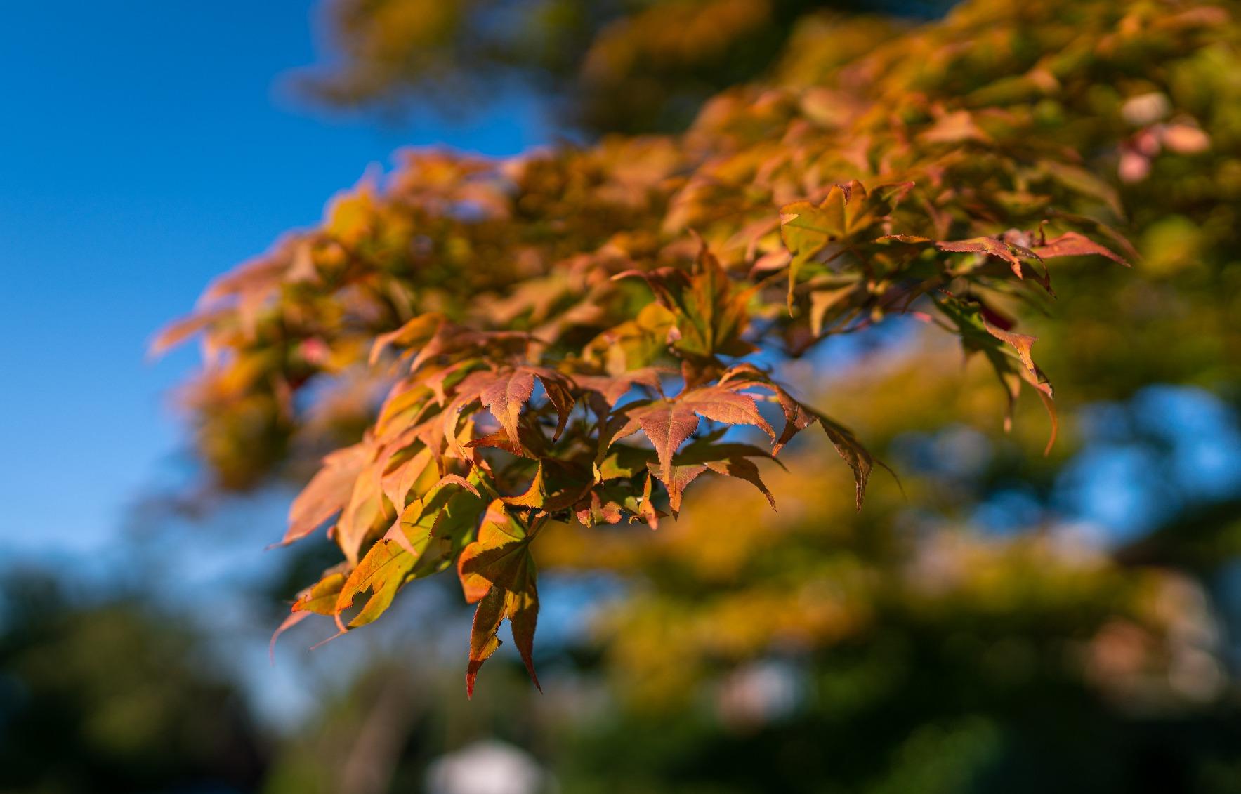 Sony E-mount FE 24mm F1.4 GM Full Frame Wide-angle Prime Lens (SEL24F14GM), Black - Customer Photo 4