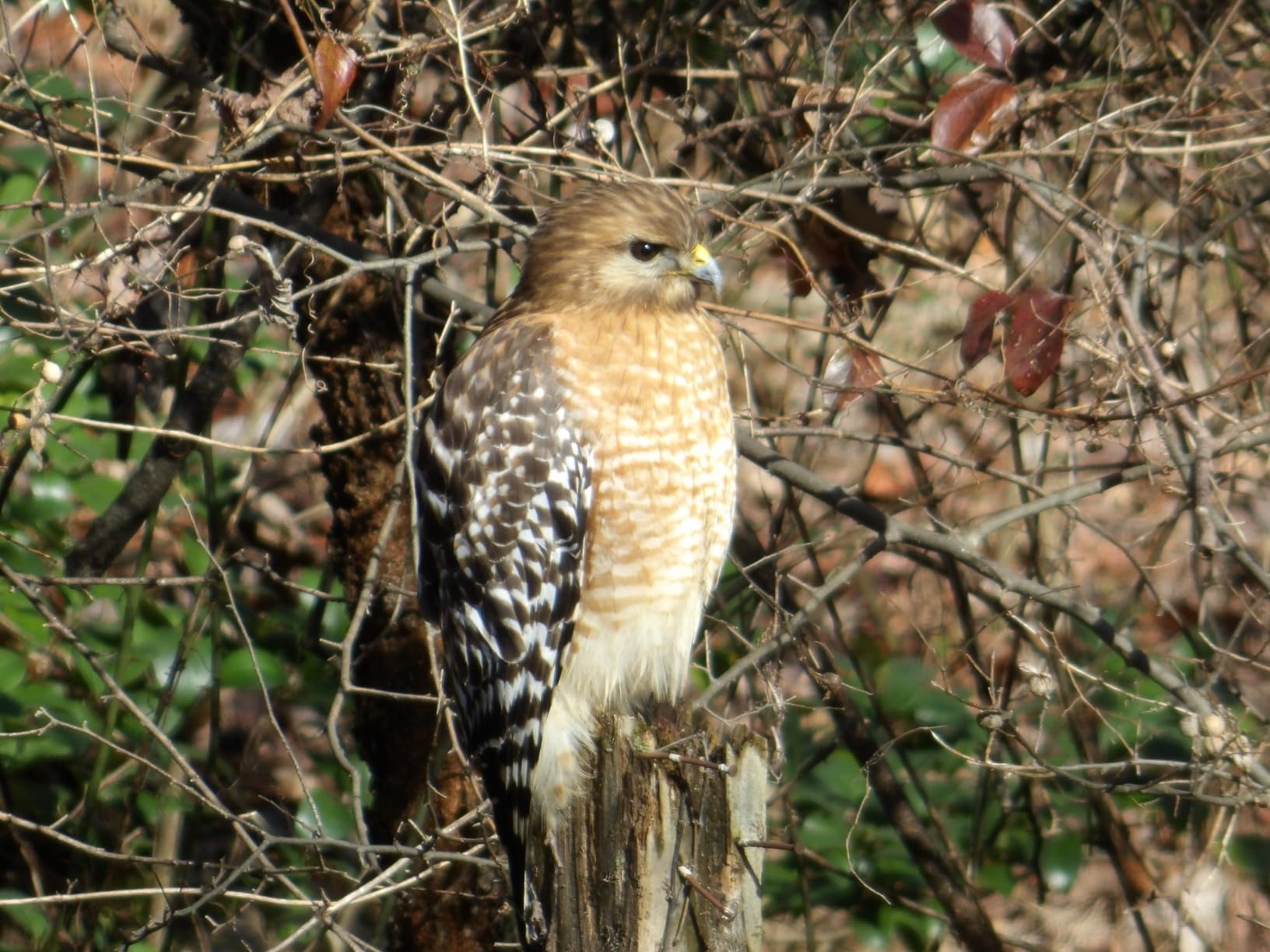 Minolta Pro Shot 20MP Digital Camera – 67x Optical Zoom, Full 1080p HD Video, Optical Image Stabilization, Wi-Fi, 3-inch Articulating LCD Screen, 27 Scene Modes – Includes 16GB SD Card (Black) - Customer Photo 1