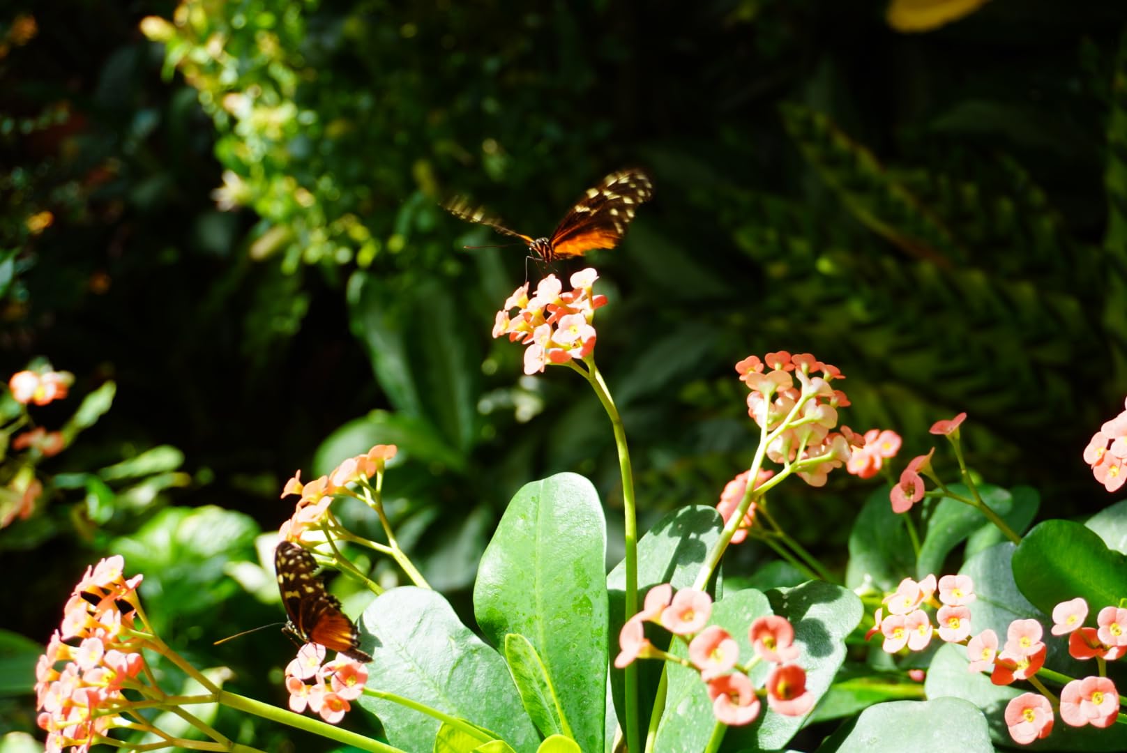 Sony Alpha A6100 Mirrorless Camera - Customer Photo 4