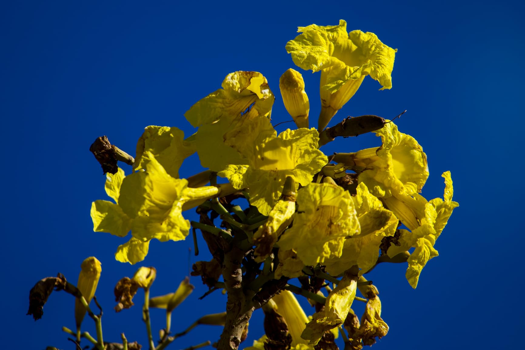 Sony Alpha 70-350mm F4.5-6.3 G OSS Super-Telephoto APS-C Lens - Customer Photo 5