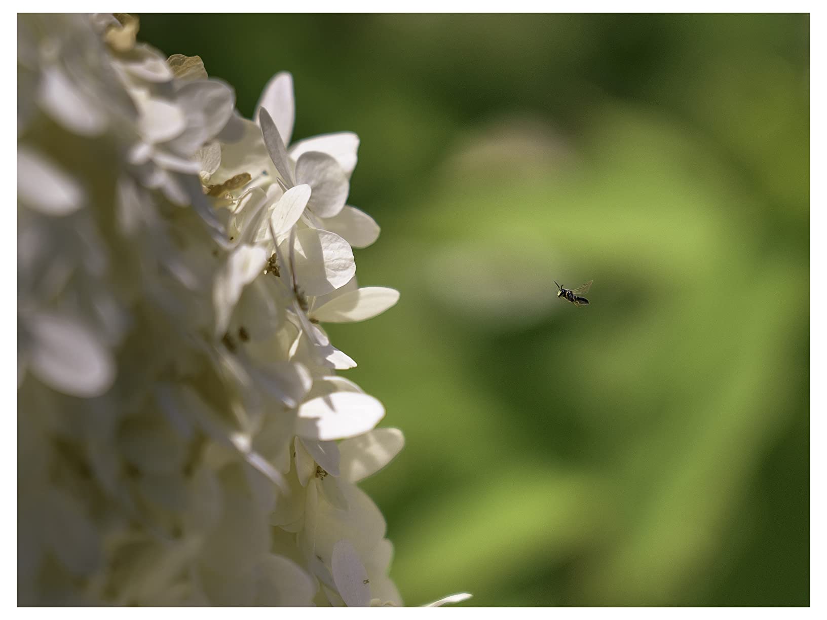 Sony - FE 24-105mm F4 G OSS Standard Zoom Lens (SEL24105G/2), Black - Customer Photo 4