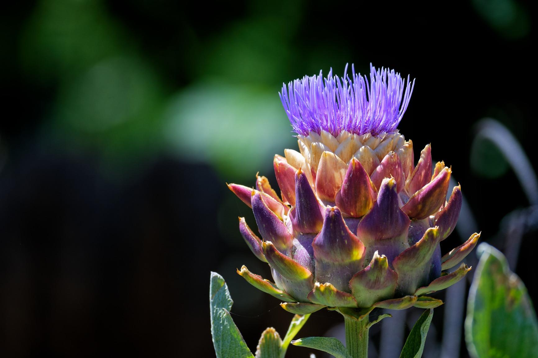 Nikon Z 50 with Wide-Angle Zoom Lens | Compact mirrorless stills/video camera with 16-50mm lens | Nikon USA Model Customer Review Nikon Z 50 with Wide-Angle Zoom Lens | Compact mirrorless stills/video camera with 16-50mm lens | Nikon USA Model - Customer Photo 1