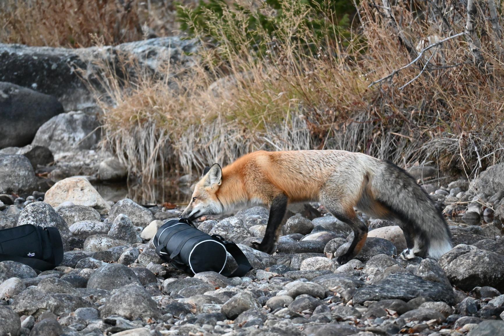 NIKKOR Z DX 50-250mm VR | Compact all-in-one telephoto zoom lens with image stabilization - Customer Photo 1