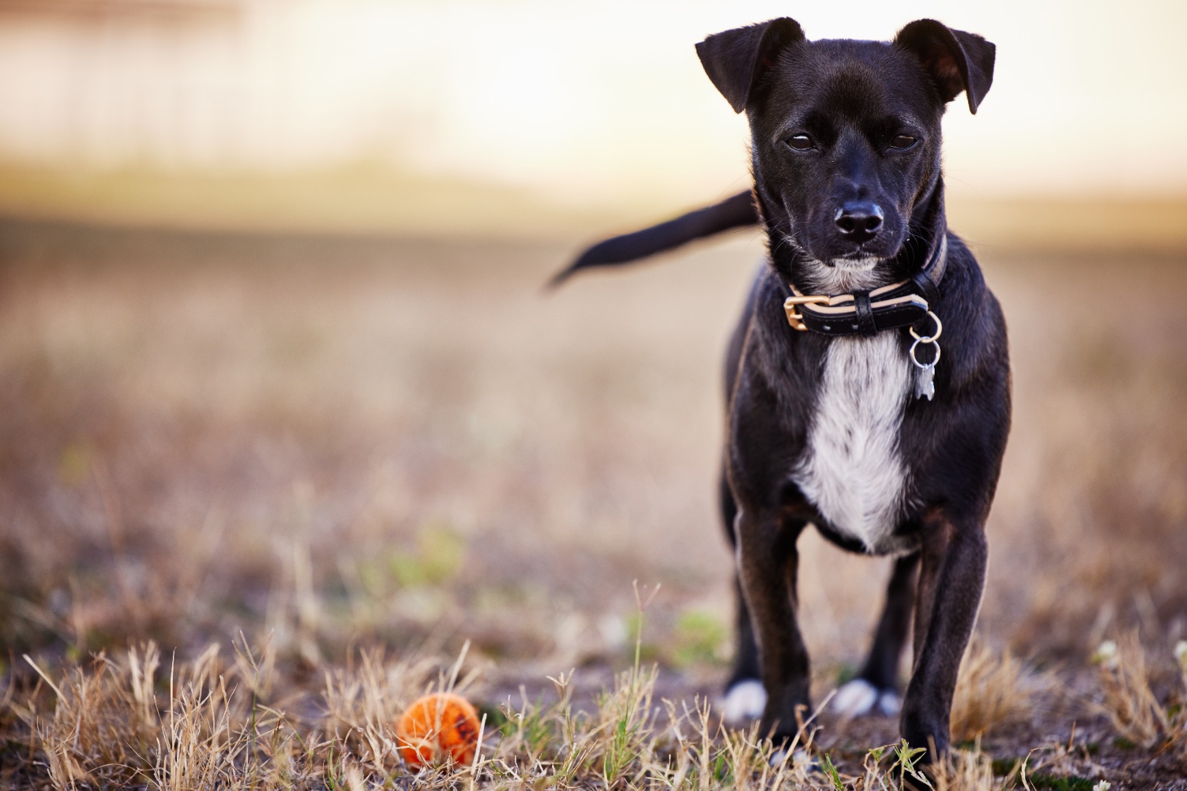 Canon RF70-200mm F2.8 L is USM Lens, Mirrorless Telephoto Zoom Lens, Compatible with EOS R Series APS-C and Full-Frame Cameras, Image Stabilization, Landscape and Sports Photography, White - Customer Photo 2