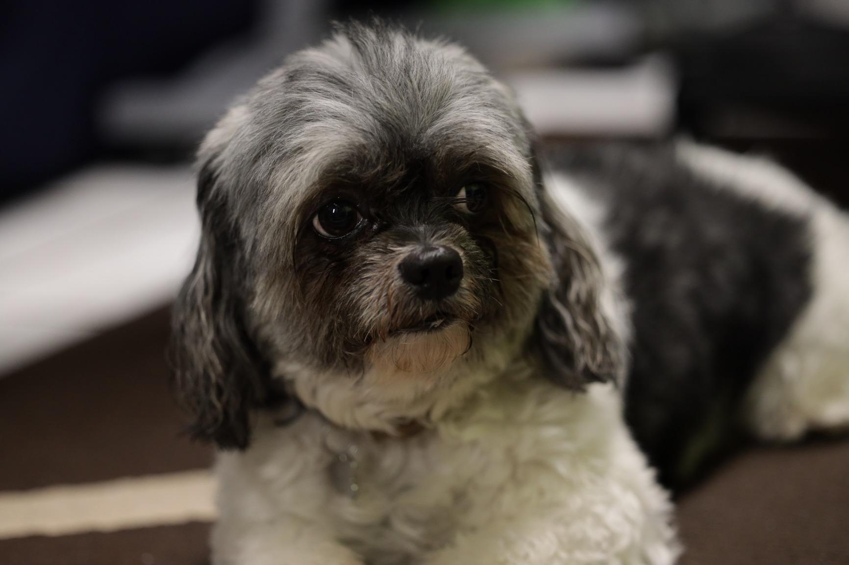 Canon RF70-200mm F2.8 L is USM Lens, Mirrorless Telephoto Zoom Lens, Compatible with EOS R Series APS-C and Full-Frame Cameras, Image Stabilization, Landscape and Sports Photography, White - Customer Photo 4