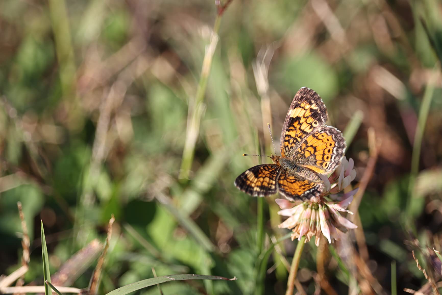 Canon EOS 90D DSLR Camera Body Only (Renewed) Customer Review Canon EOS 90D DSLR Camera Body Only (Renewed) - Customer Photo 2