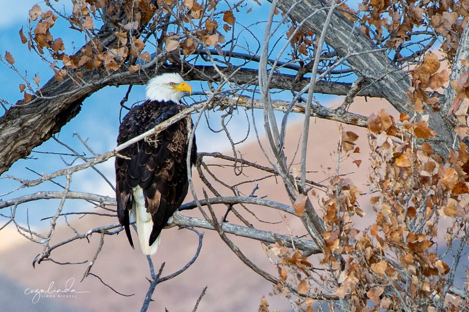 Nikon D850 FX-Format Full Frame Digital SLR DSLR WiFi 4K Camera Body + Battery Grip Power Bundle with Deco Gear Photography Case Bag + 64GB Card + Compact Tripod + Software & Accessories - Customer Photo 1