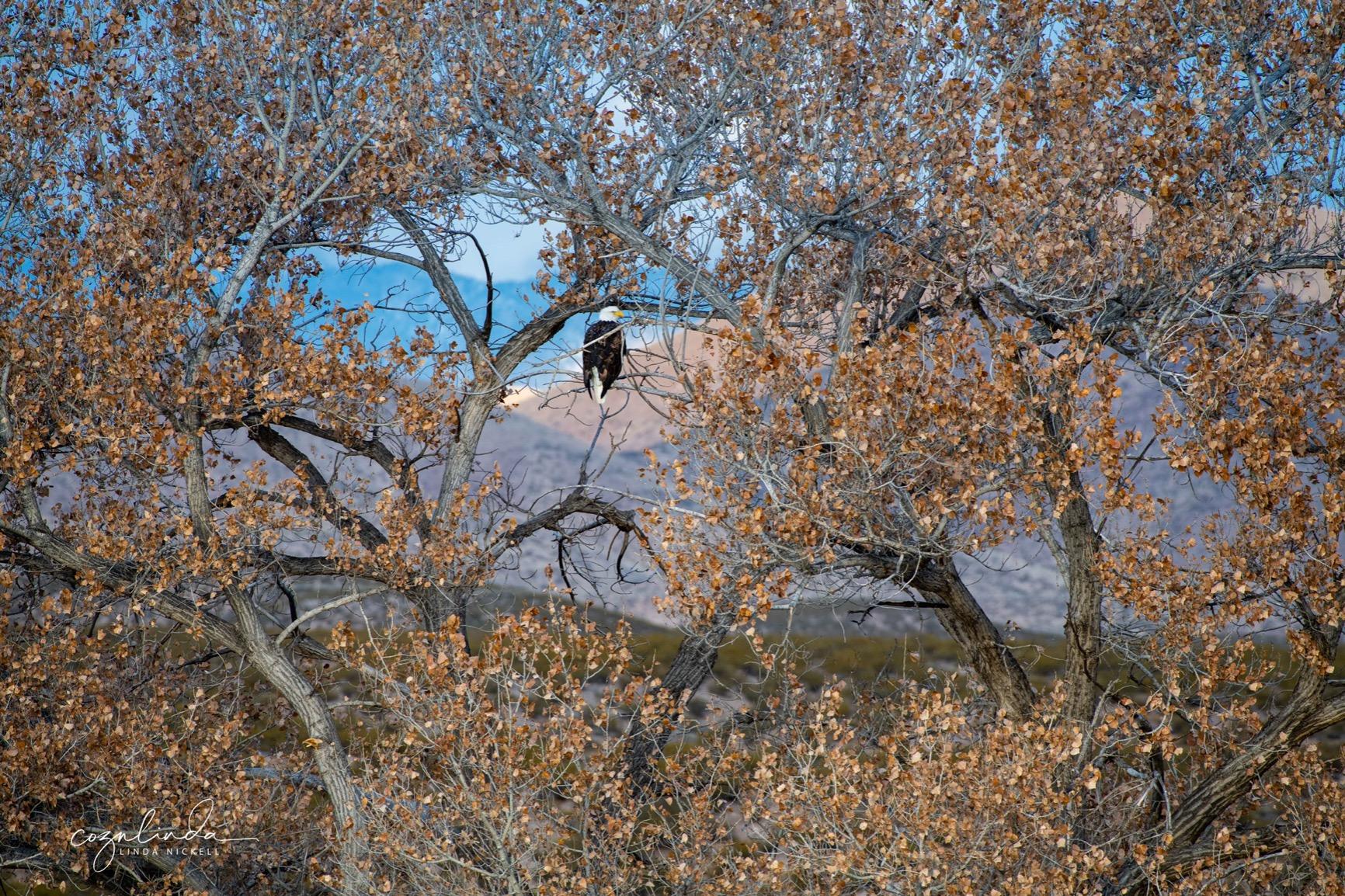 Nikon D850 FX-Format Full Frame Digital SLR DSLR WiFi 4K Camera Body + Battery Grip Power Bundle with Deco Gear Photography Case Bag + 64GB Card + Compact Tripod + Software & Accessories - Customer Photo 2