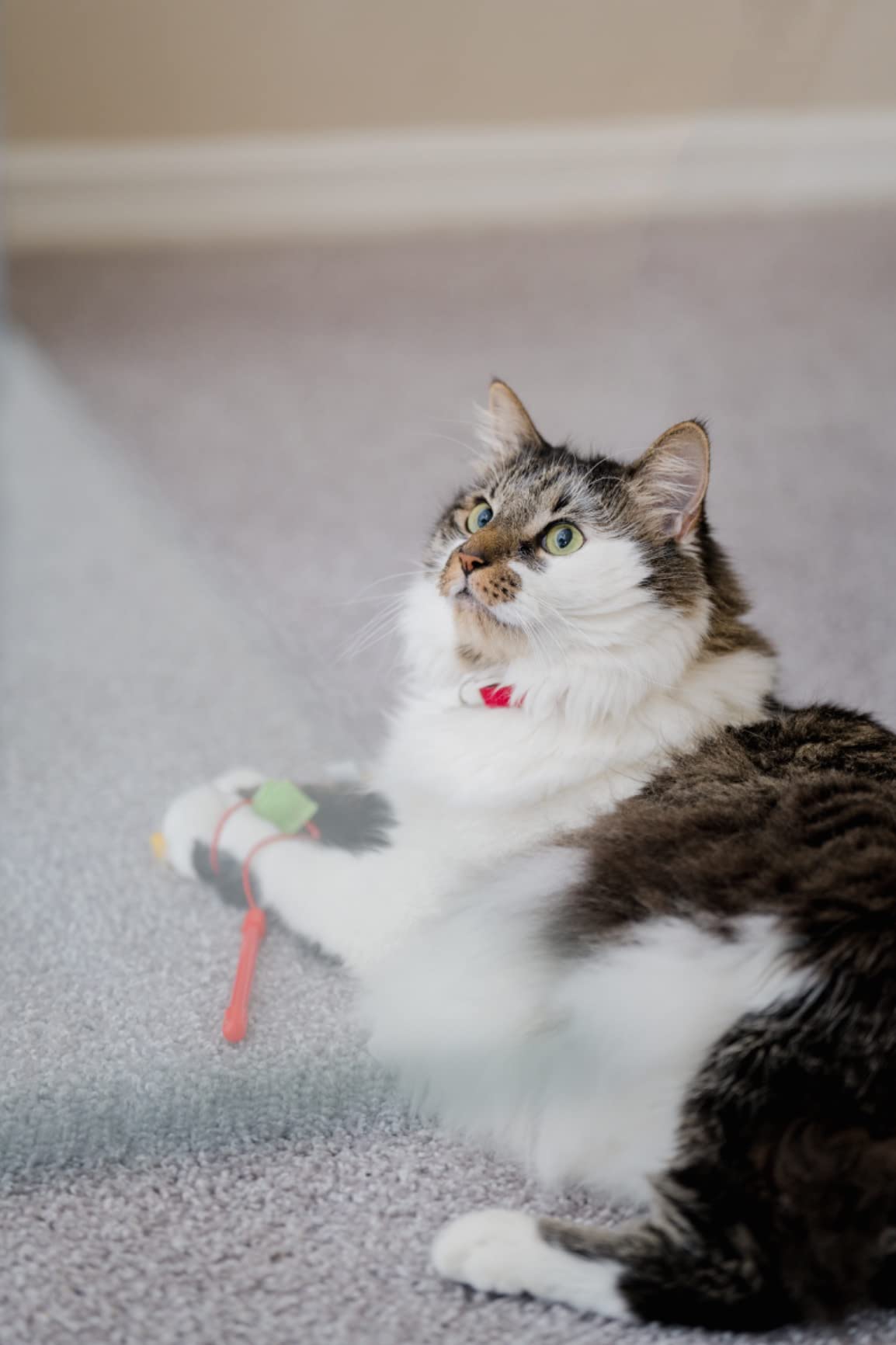 Altura Photo Camera Flash with LCD Display for DSLR & Mirrorless Cameras - External Speedlite Featuring a Standard Hot Shoe, Universal Speedlight for Canon, Sony, Nikon, Panasonic and More - Customer Photo 2