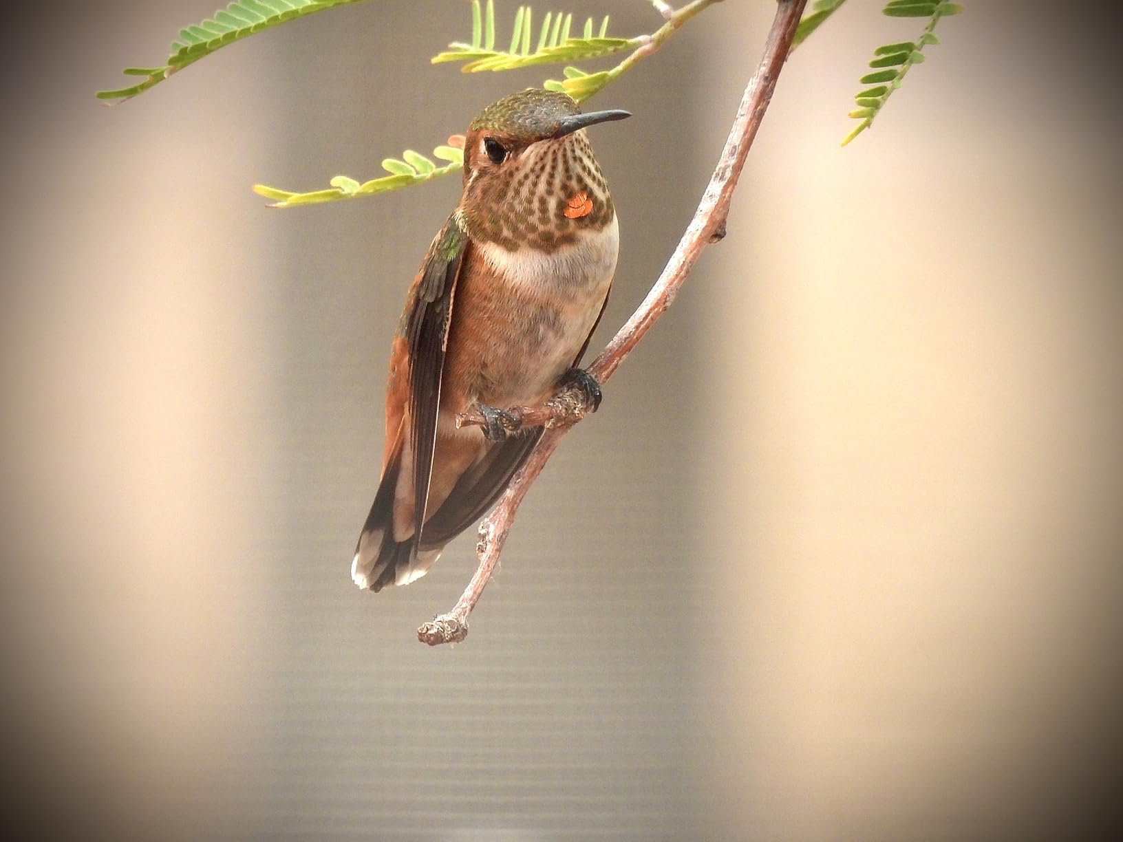 NIkon COOLPIX P950 Superzoom Digital Camera | 83x Optical Zoom with Image Stabilization 16 MP 4K Ultra HD Video Wi-Fi Connectivity RAW Format and Rotating LCD Screen (Black) - Customer Photo 2