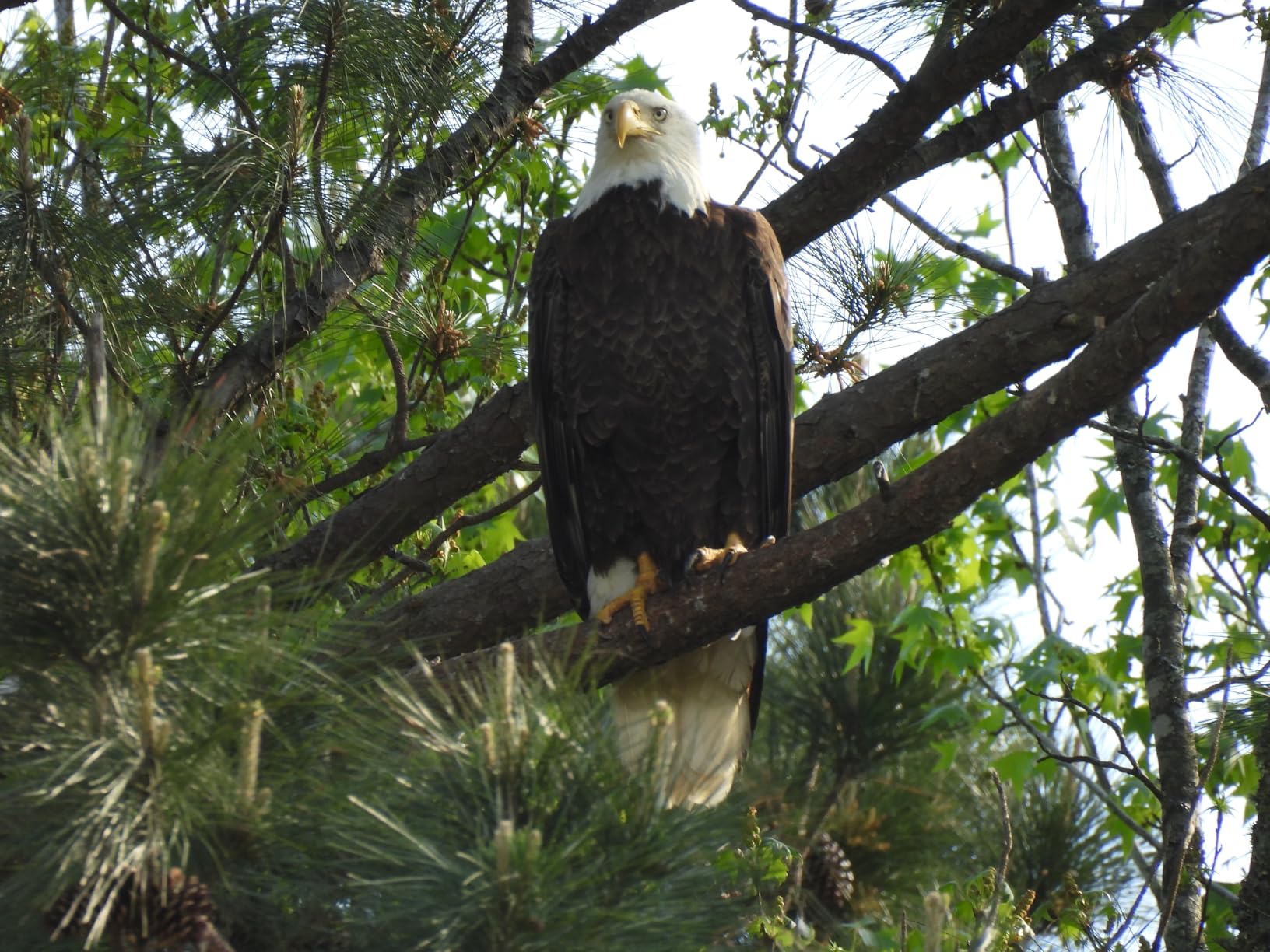 NIkon COOLPIX P950 Superzoom Digital Camera | 83x Optical Zoom with Image Stabilization 16 MP 4K Ultra HD Video Wi-Fi Connectivity RAW Format and Rotating LCD Screen (Black) - Customer Photo 3