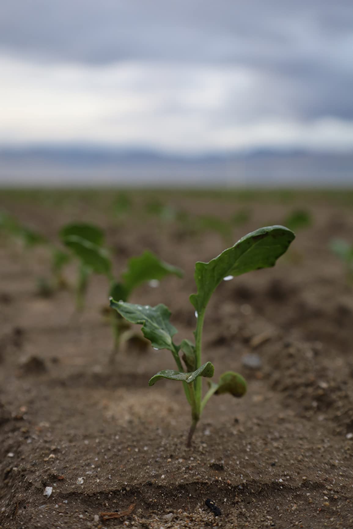 RF24-105mm F4-7.1 is STM (4111C002) - Customer Photo 1