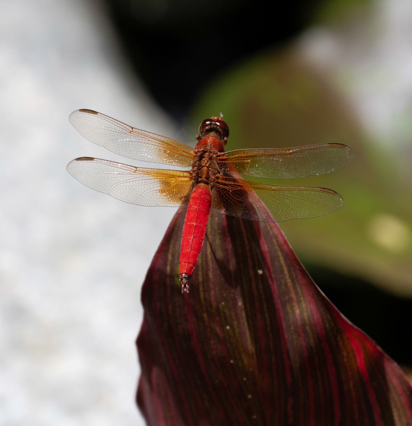 Nikon NIKKOR Z 24-200mm VR | Compact all-in-one telephoto zoom lens with image stabilization for Z series mirrorless cameras - Customer Photo 1