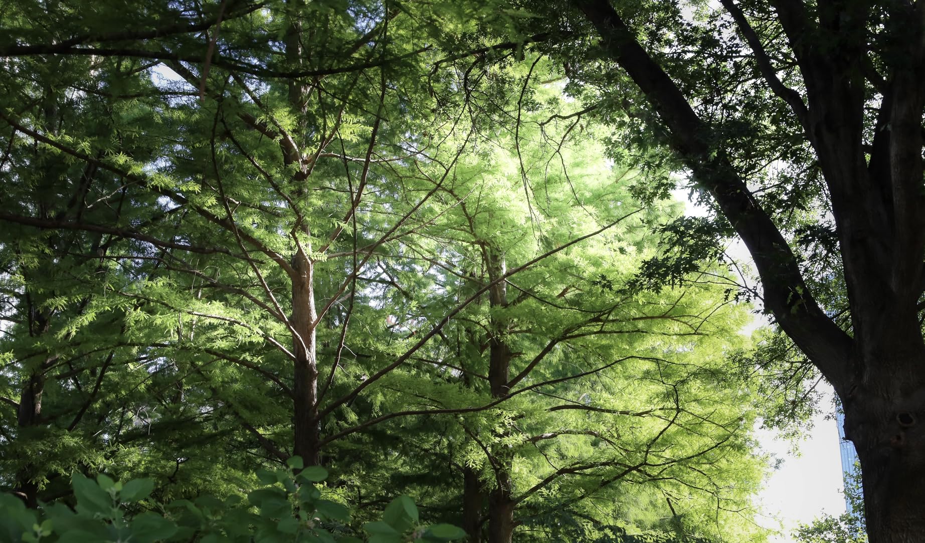 Canon EOS RP Full-Frame Mirrorless Interchangeable Lens Camera + RF24-105mm Lens F4-7.1 is STM Lens Kit- Compact and Lightweight for Traveling and Vlogging, Black (3380C132) - Customer Photo 2