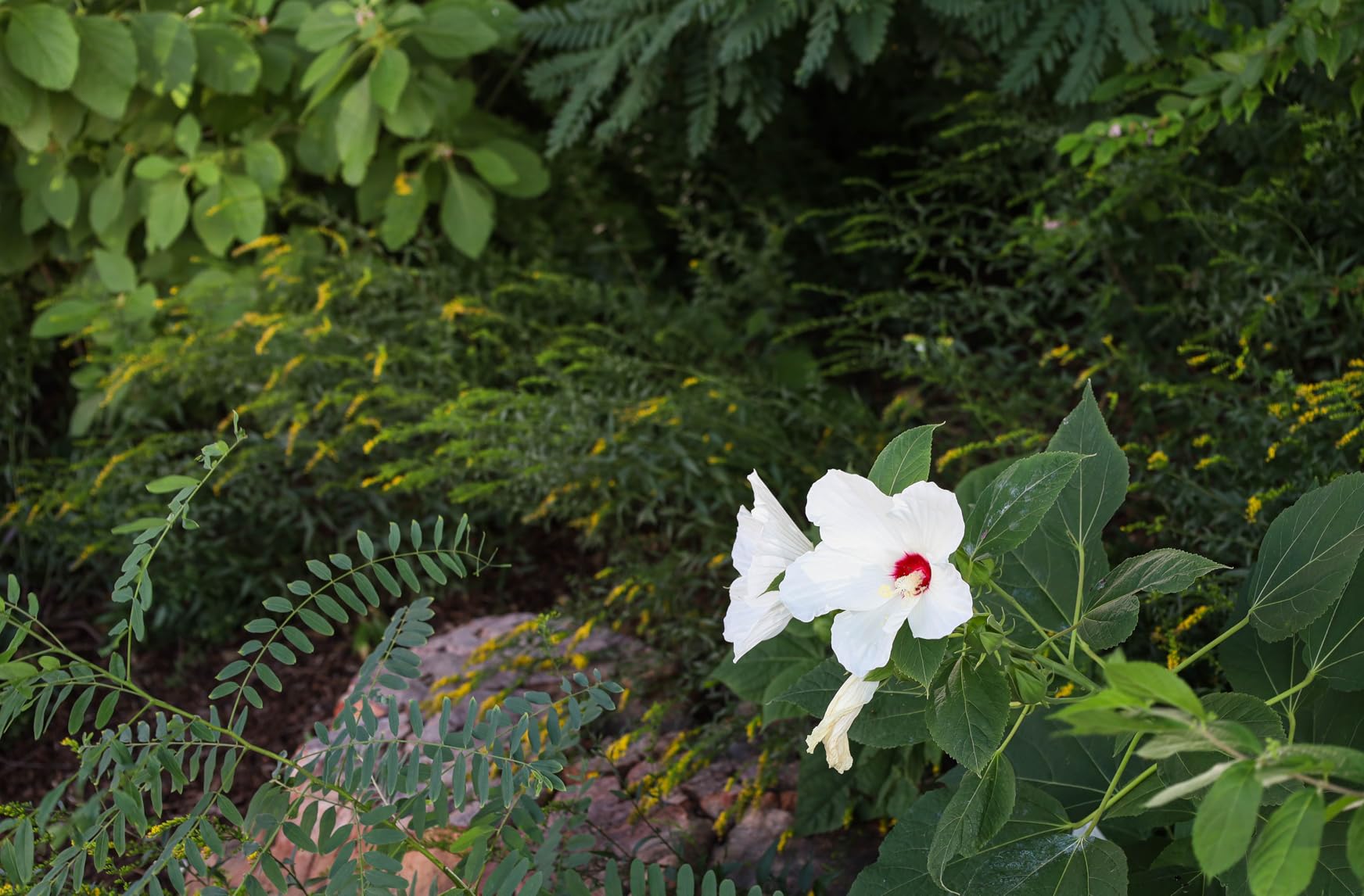 Canon EOS RP Full-Frame Mirrorless Interchangeable Lens Camera + RF24-105mm Lens F4-7.1 is STM Lens Kit- Compact and Lightweight for Traveling and Vlogging, Black (3380C132) - Customer Photo 2